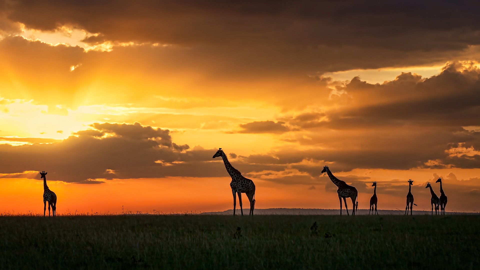 Animals Mammals Giraffes Landscape Orange Sky Africa 1920x1080