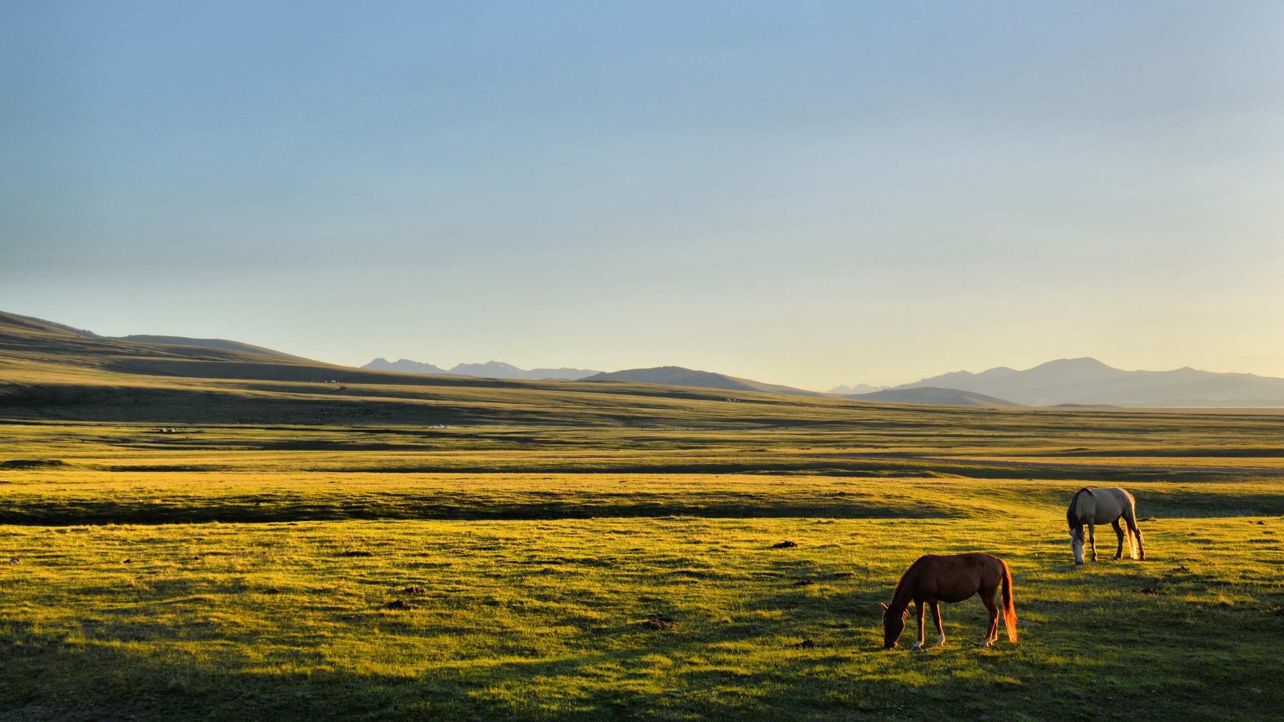 Horse Kyrgyzstan Song Kul Plains Grass Sunlight Calm Landscape Far View Clear Sky Field 2560x1440
