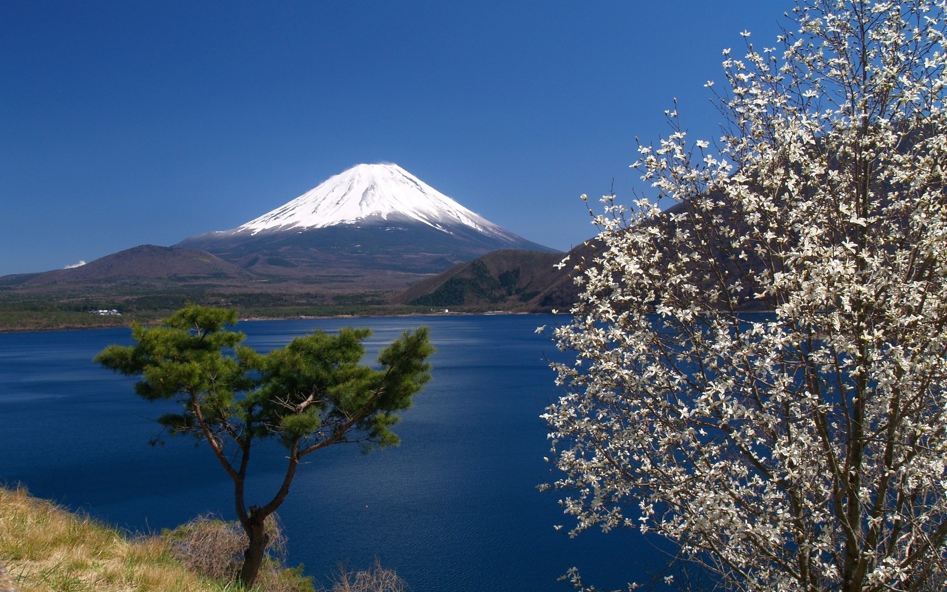 Sky Mount Fuji Sea Trees Blossoms Landscape Retouching Japan Spring 1920x1200