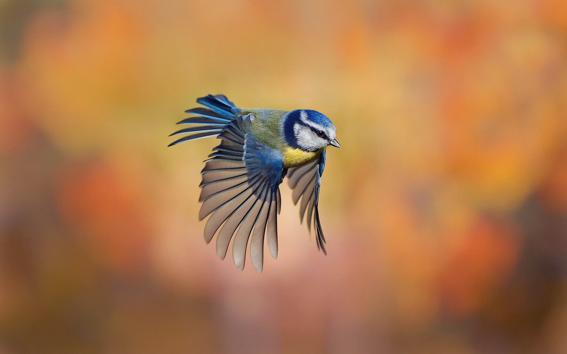 Animal Bird Bluebird 1920x1200