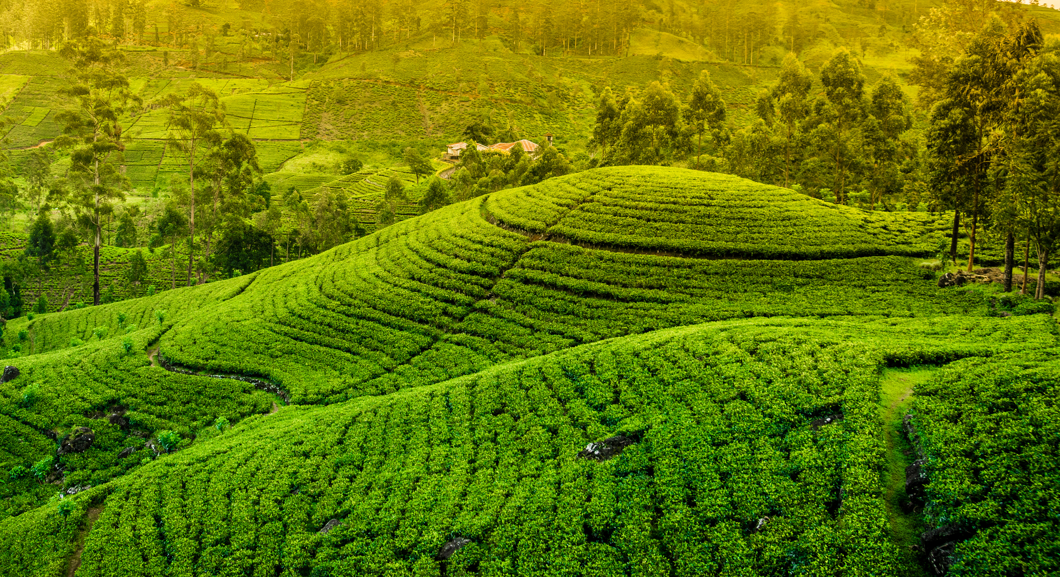Tea Plantation Green Hill Landscape 3671x2000