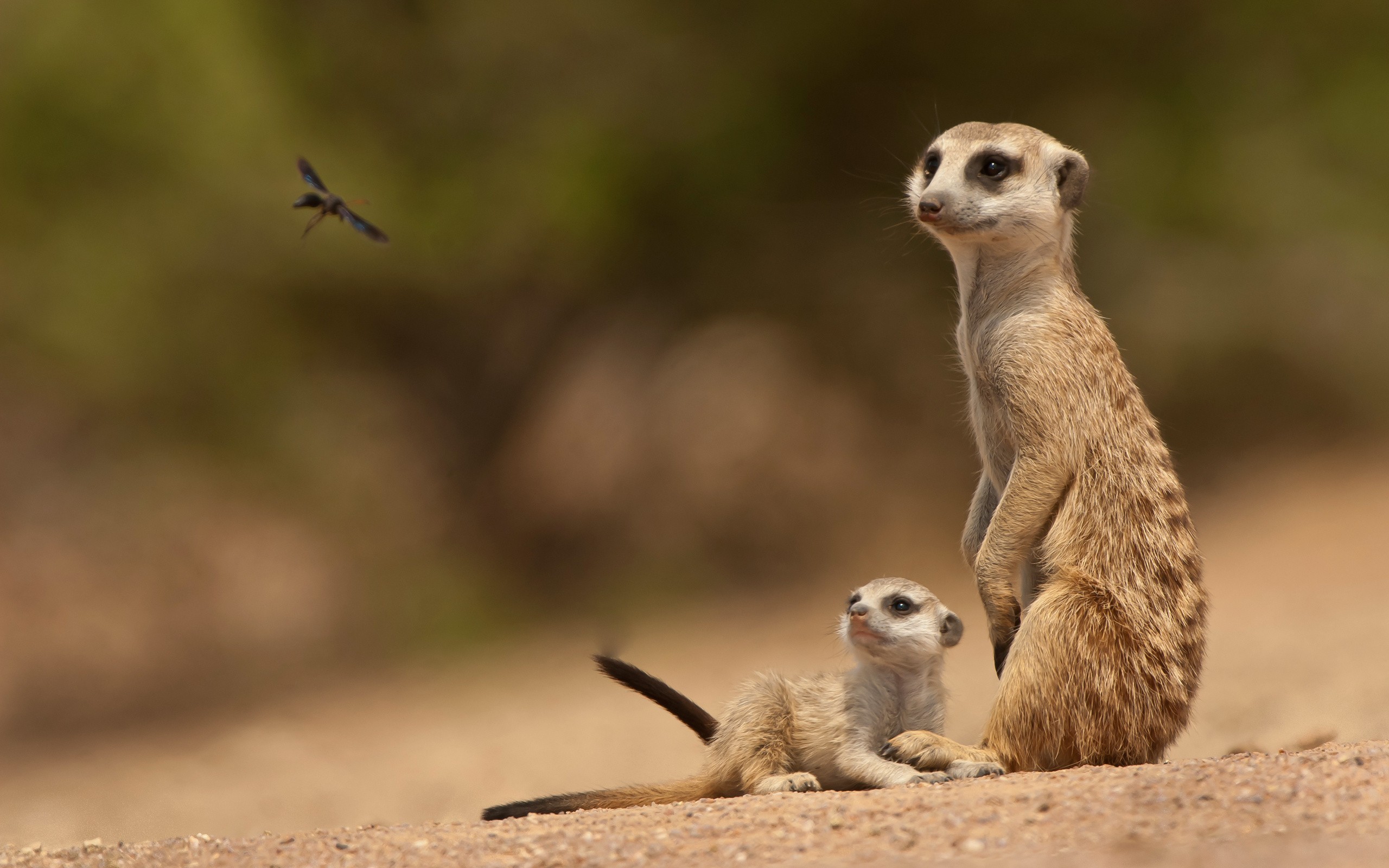 Meerkats Animals Mammals 2560x1600