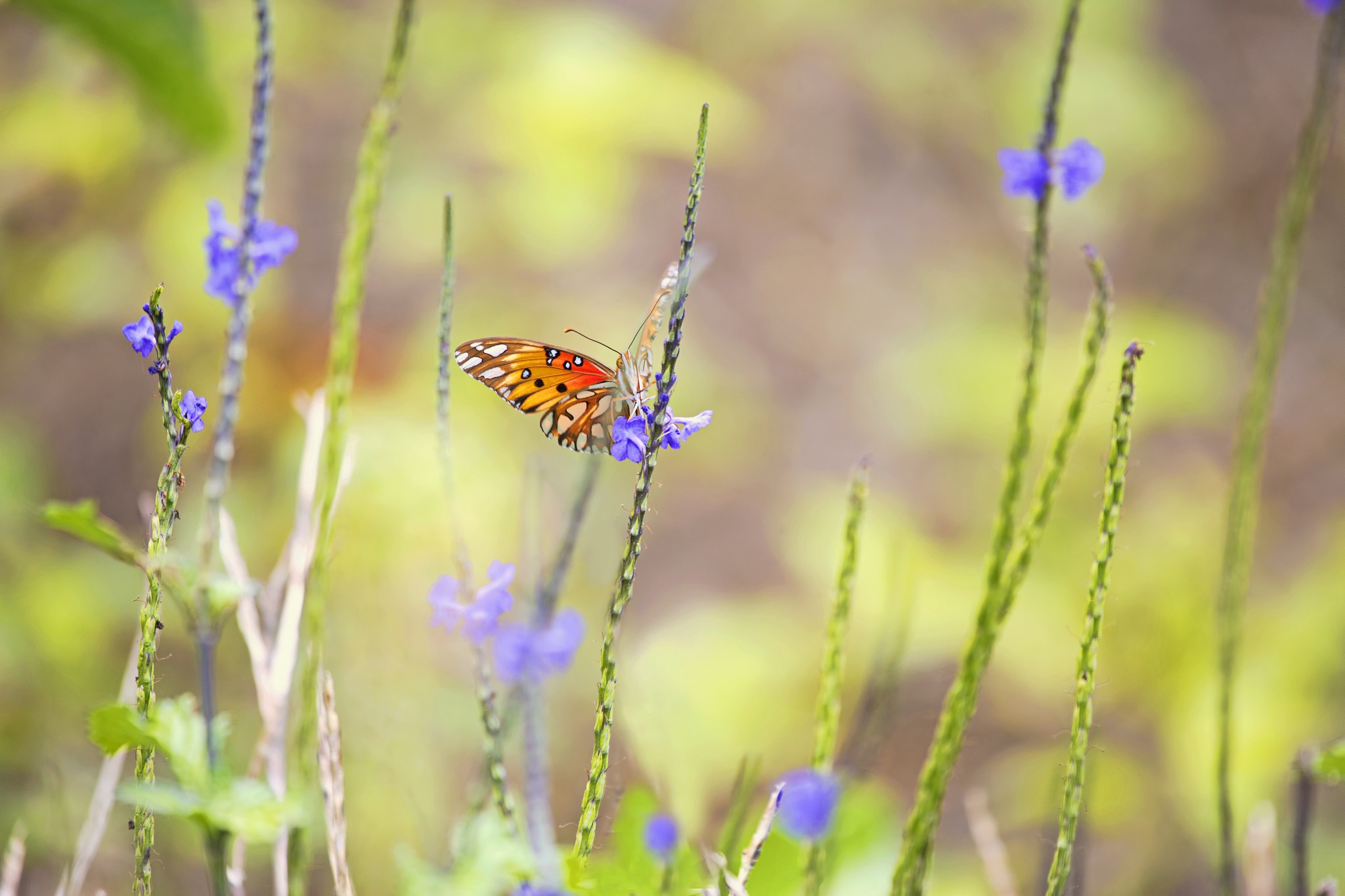 Plants Lepidoptera Insect Animals Flowers 2048x1365