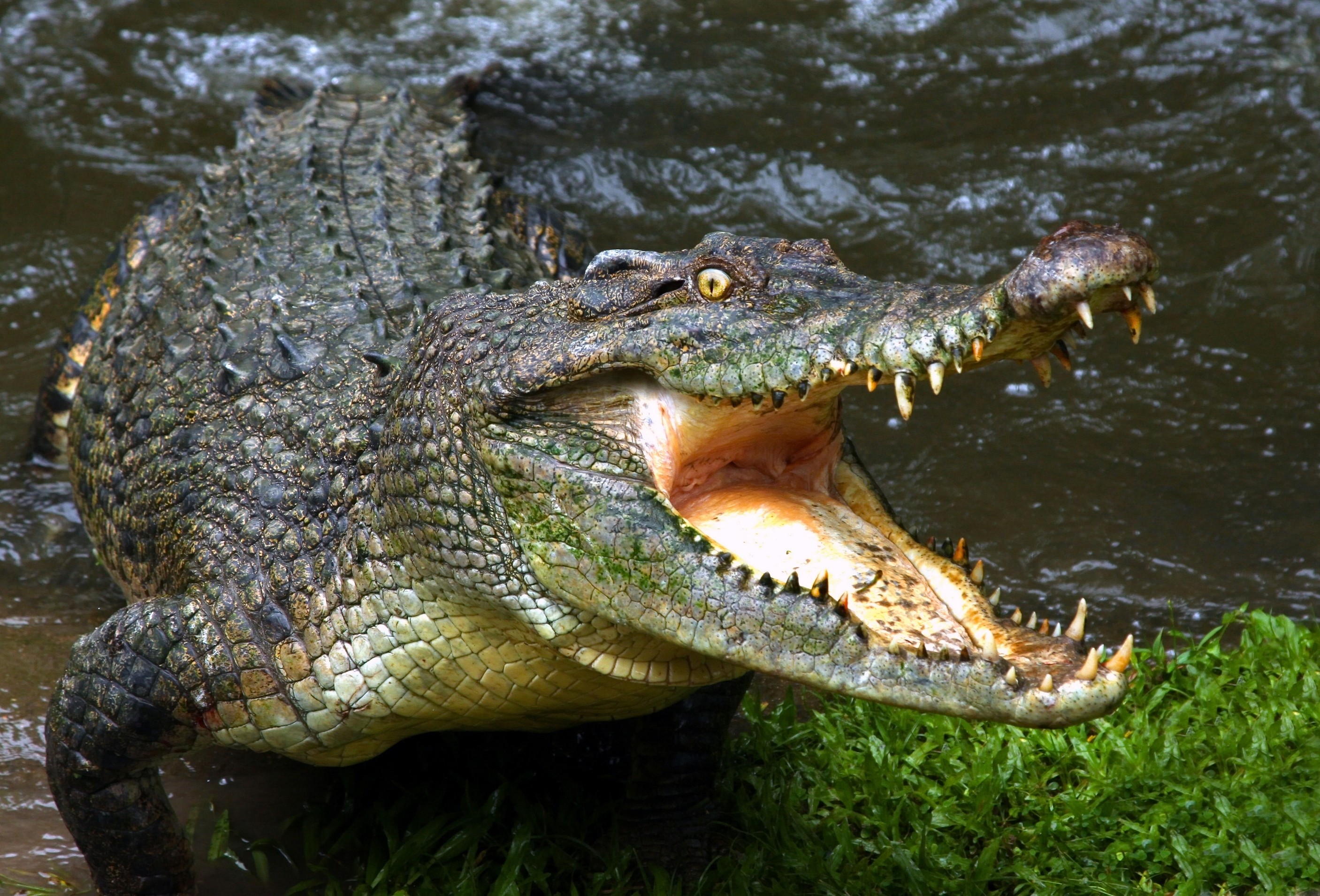 Animals Crocodiles Reptiles Water 2813x1910