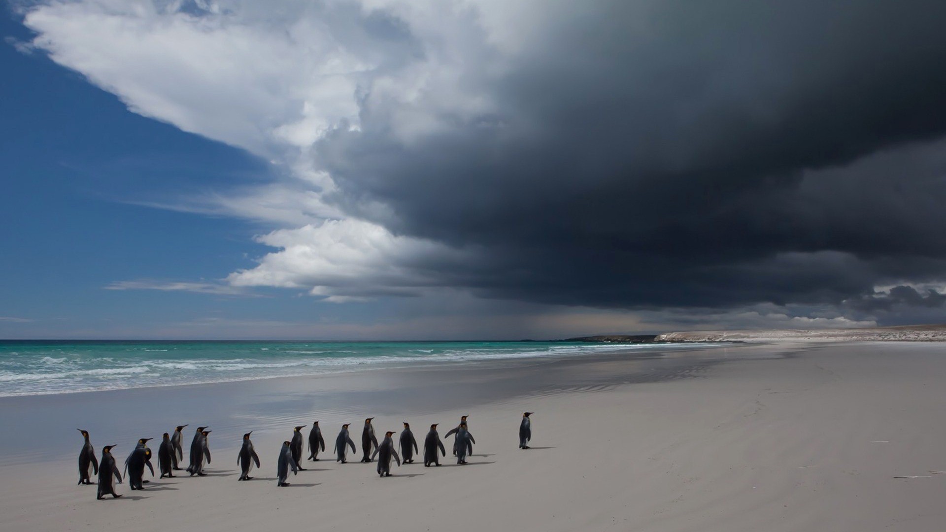 Nature Animals Landscape Sand Penguins Beach Sea Coast Antarctica Clouds Horizon 1920x1080