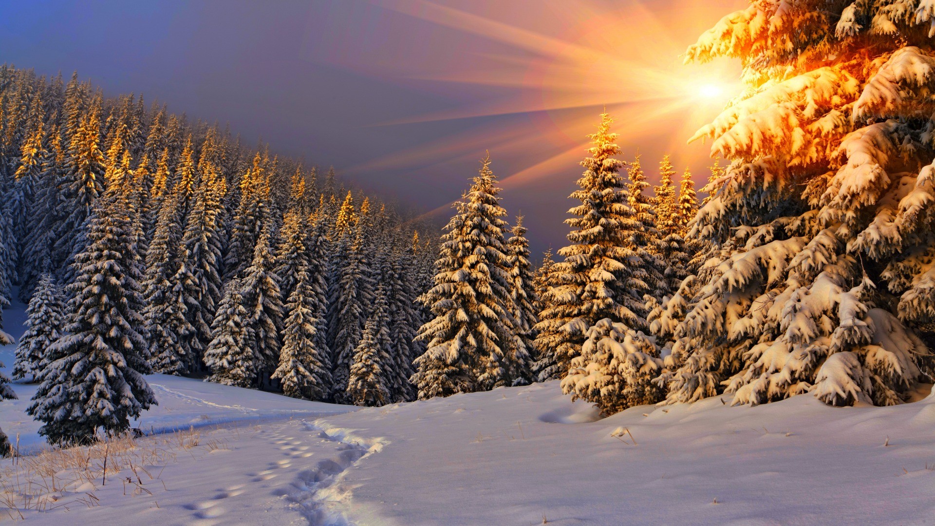 Nature Sun Sunlight Winter Snow Trees Pine Trees Forest Sun Rays Footprints 1920x1080