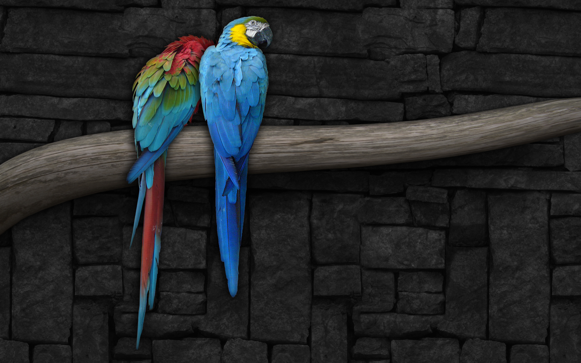 Animal Bird Parrot 1920x1200