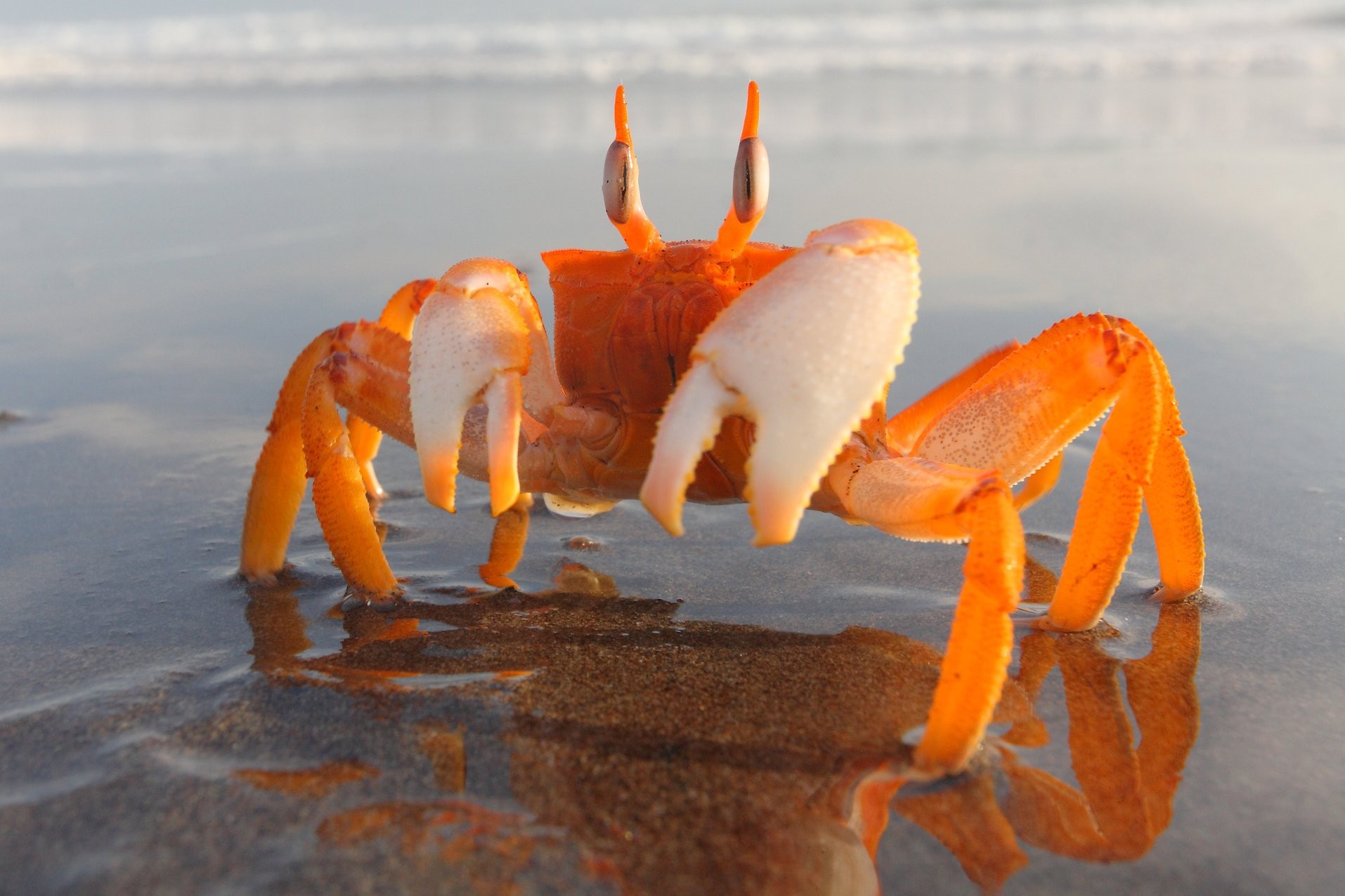 Crabs Beach Sand Crustaceans 1914x1276