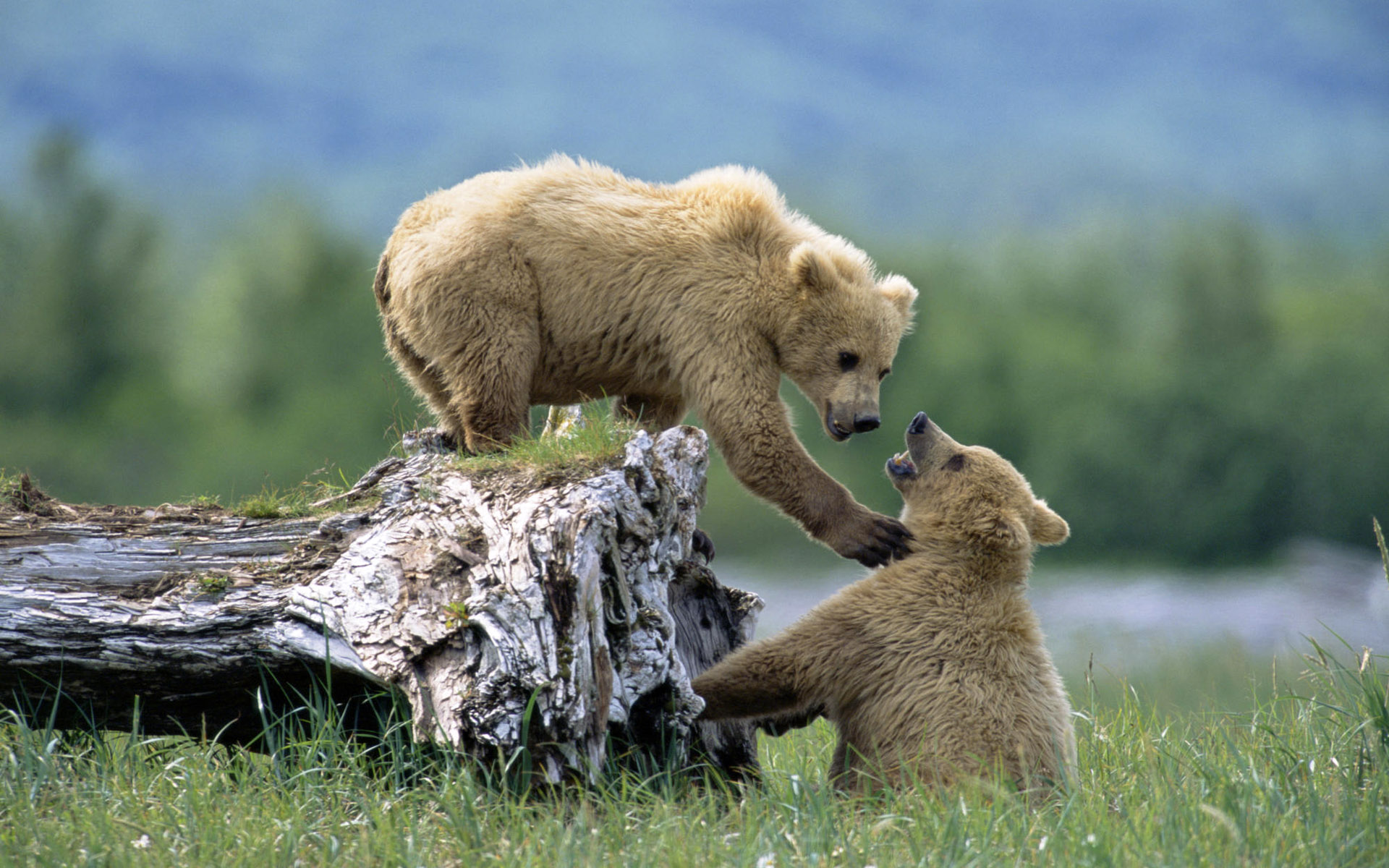 Bear Cub Grizzly Bear 1920x1200