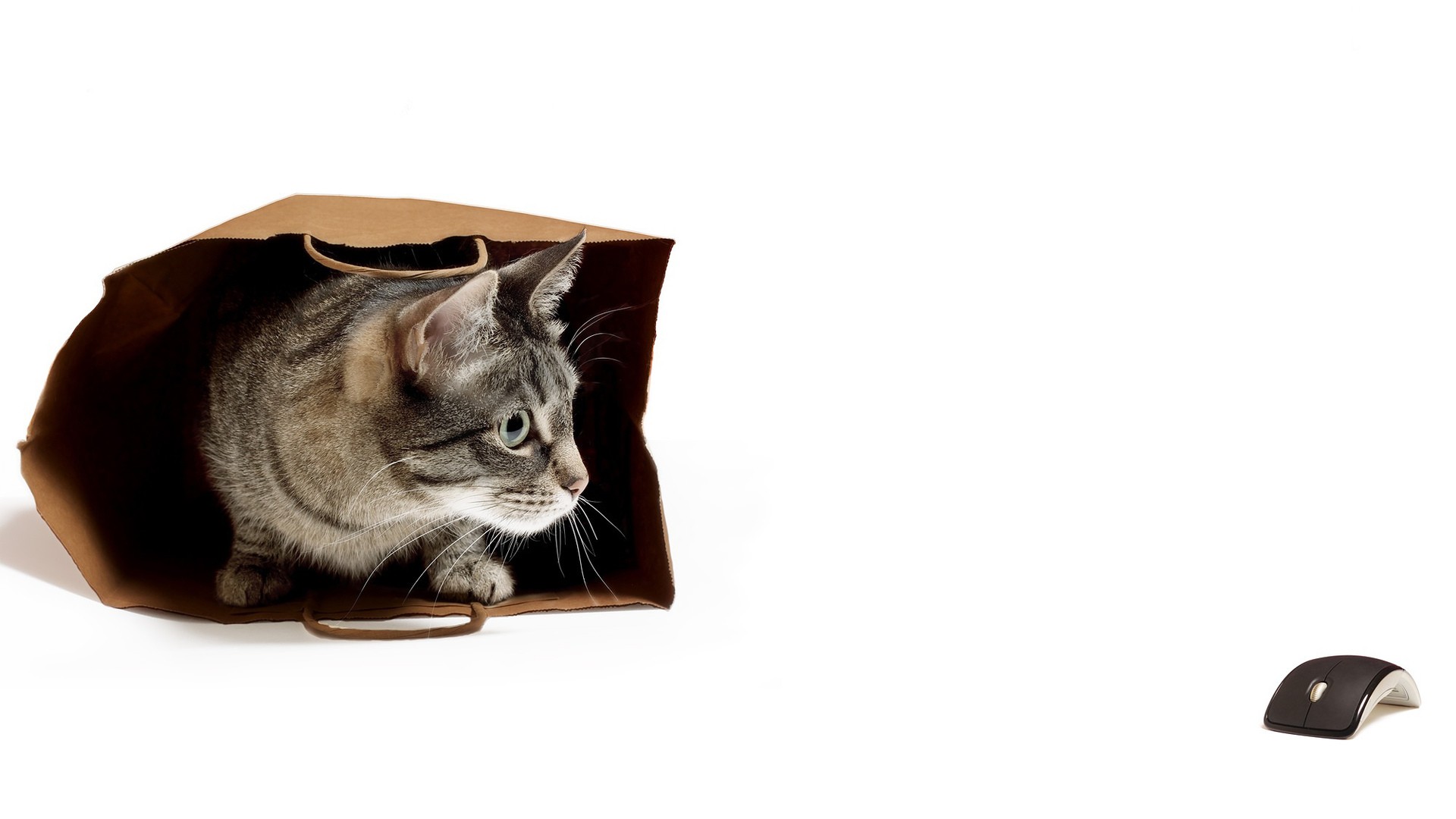 White Background Animals Cats Pet Bag Computer Mice Humor 1920x1080