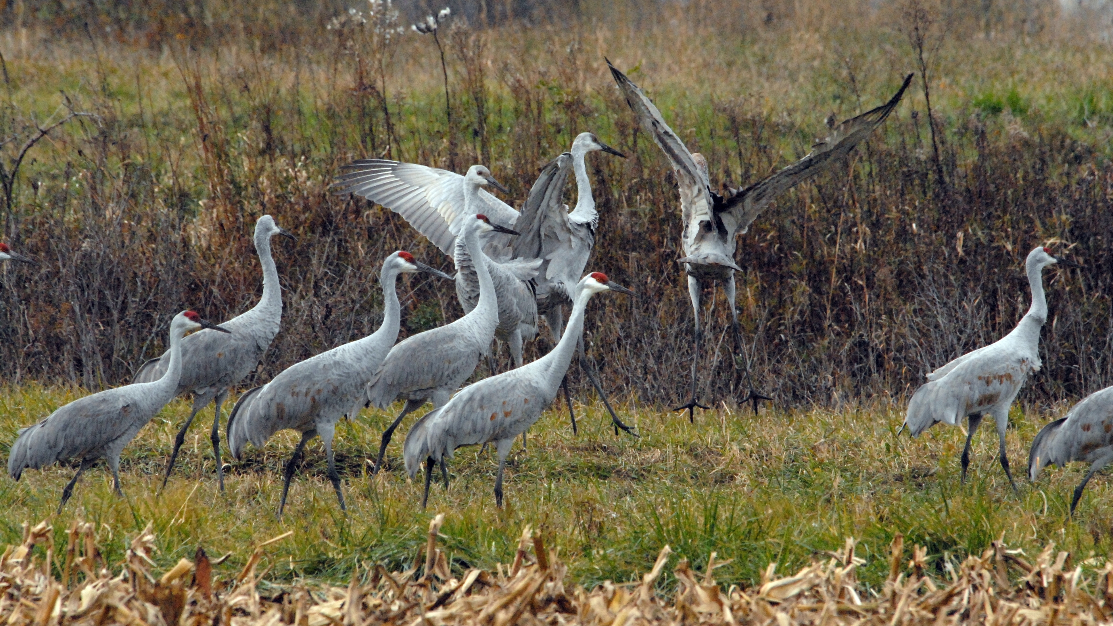 Animal Sandhill Crane 3872x2178