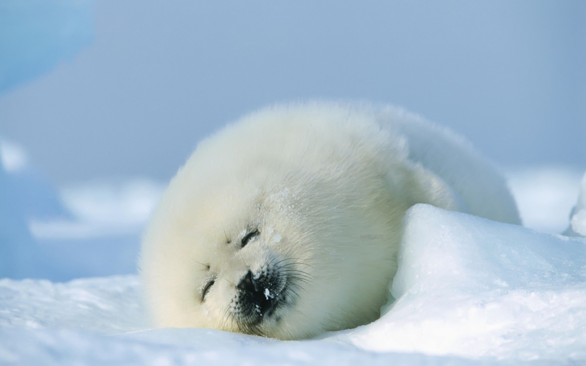 Animals Seals Sleeping 1920x1200