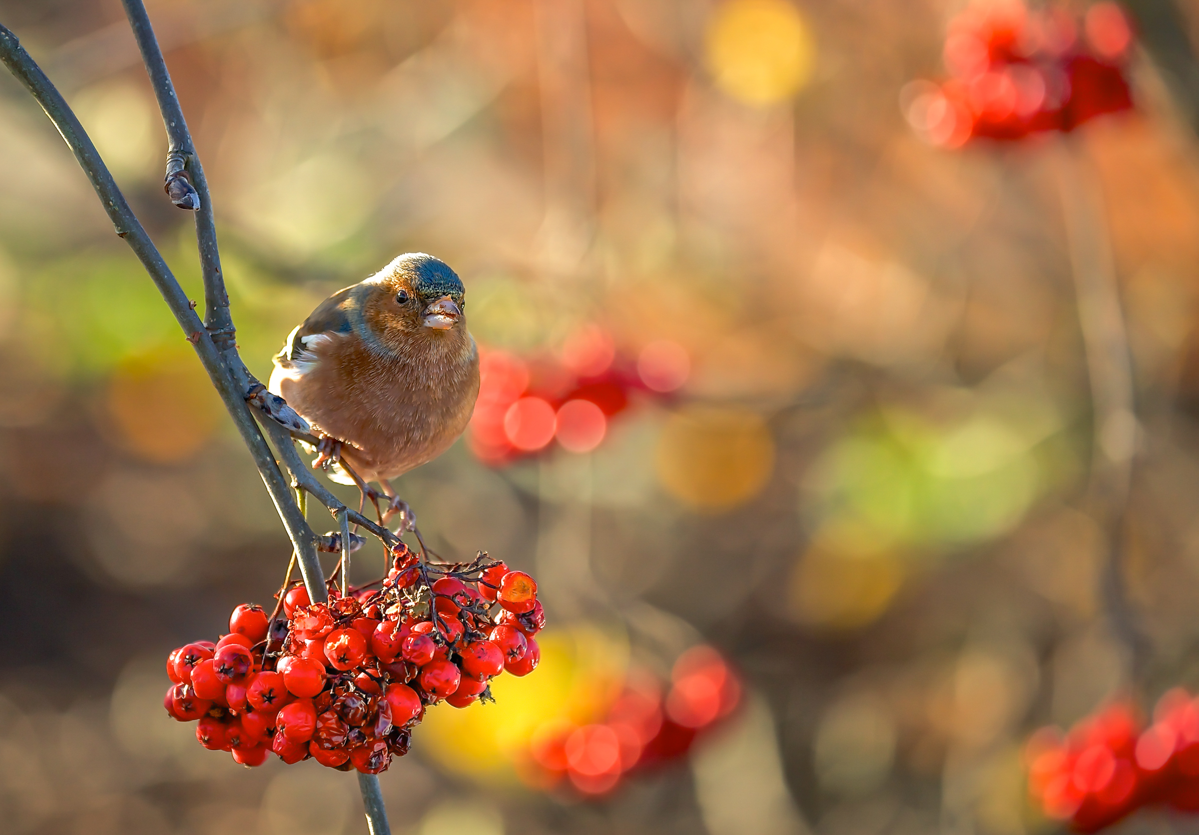 Finch Bird Bokeh Currants 2400x1672