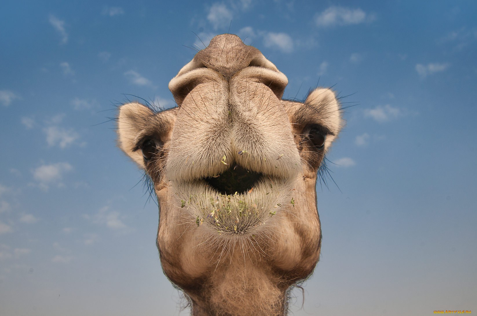 Animal Camel 1647x1094
