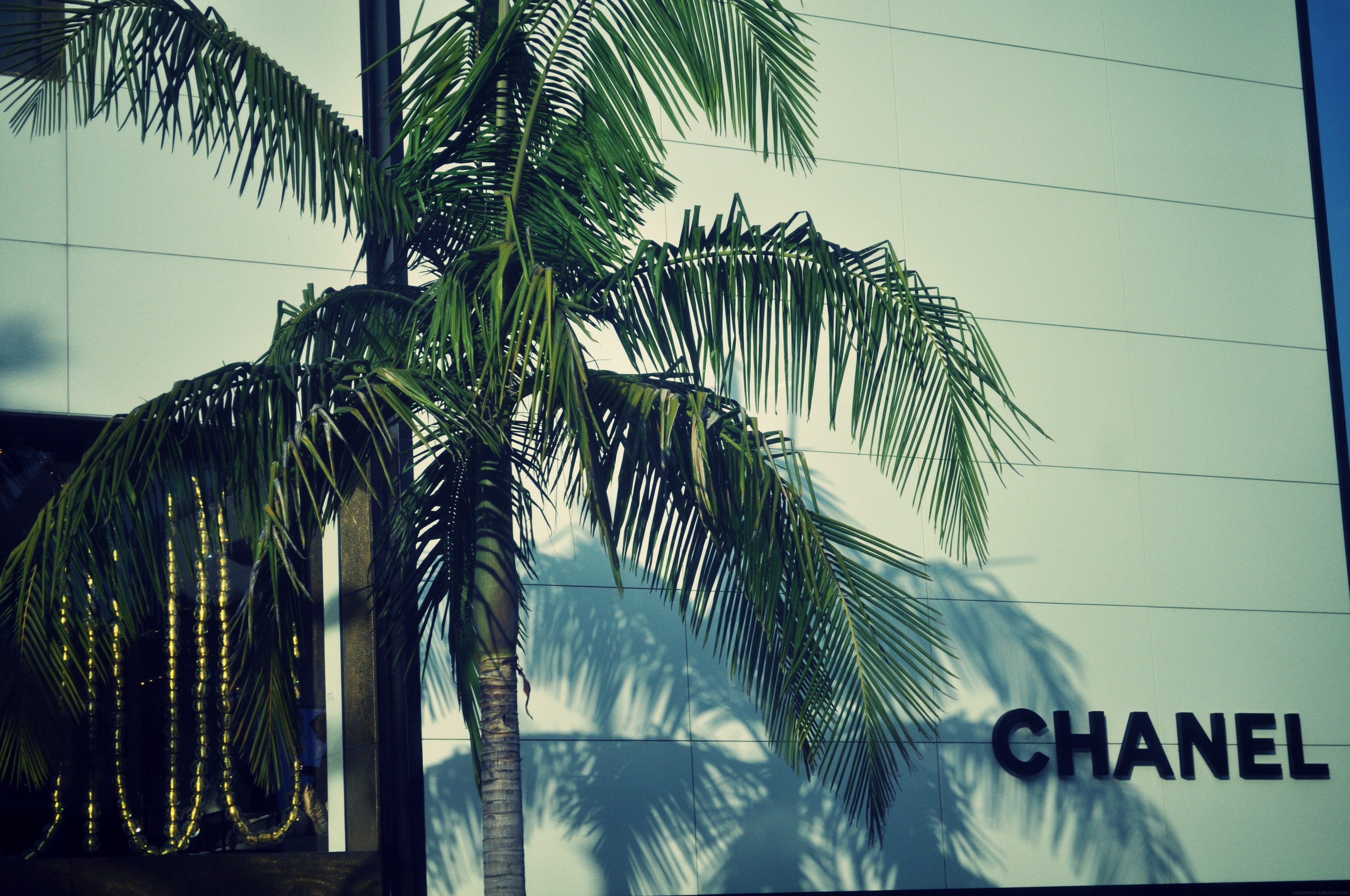 Chanel Logo Palm Trees 4288x2848
