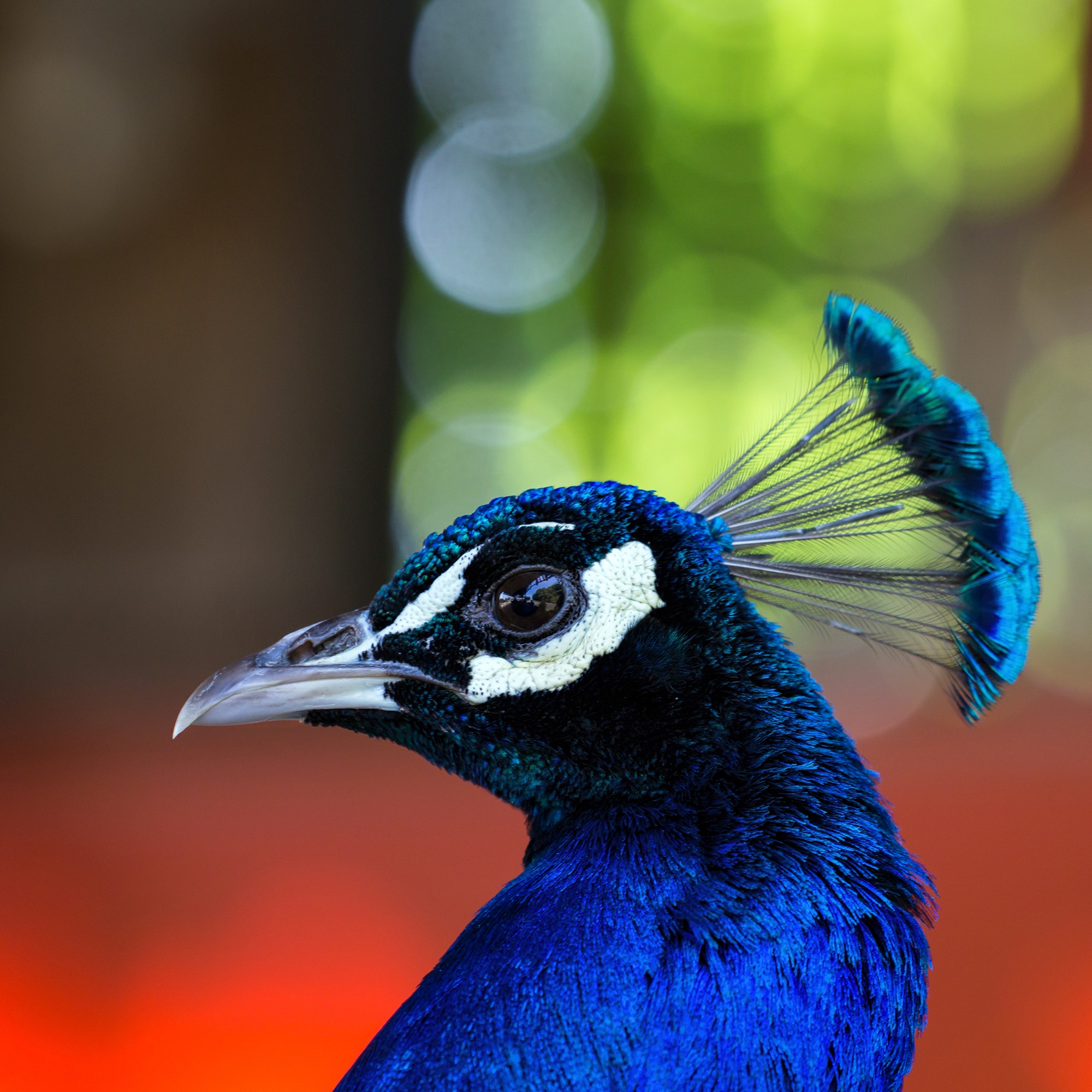 Photography Nature Face Peacocks Birds Colorful Eyes Wildlife 2000x2000