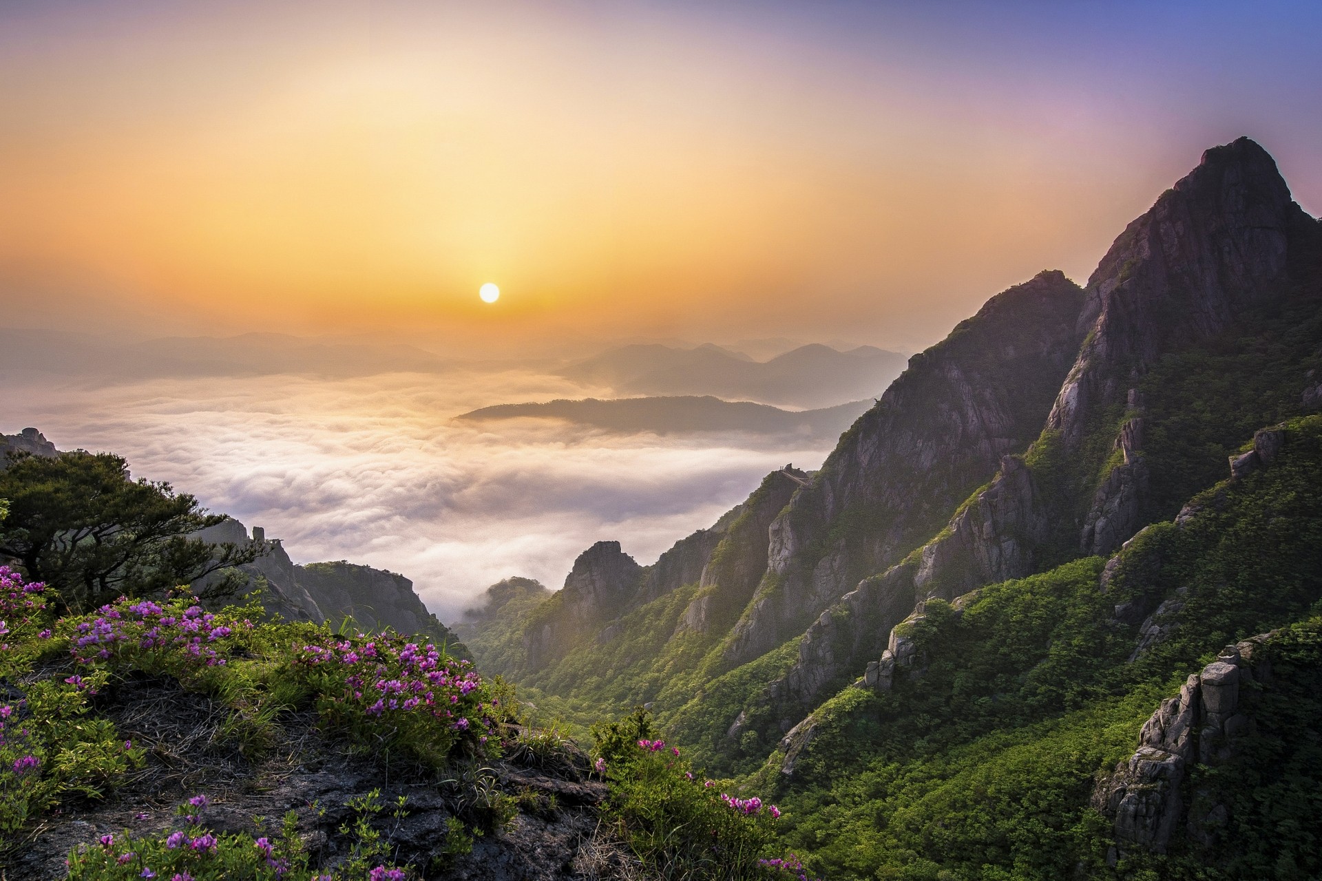 Morning Mountains Clouds Nature Landscape South Korea Wildflowers Valley Mist Shrubs Trees Clear Sky 1920x1280