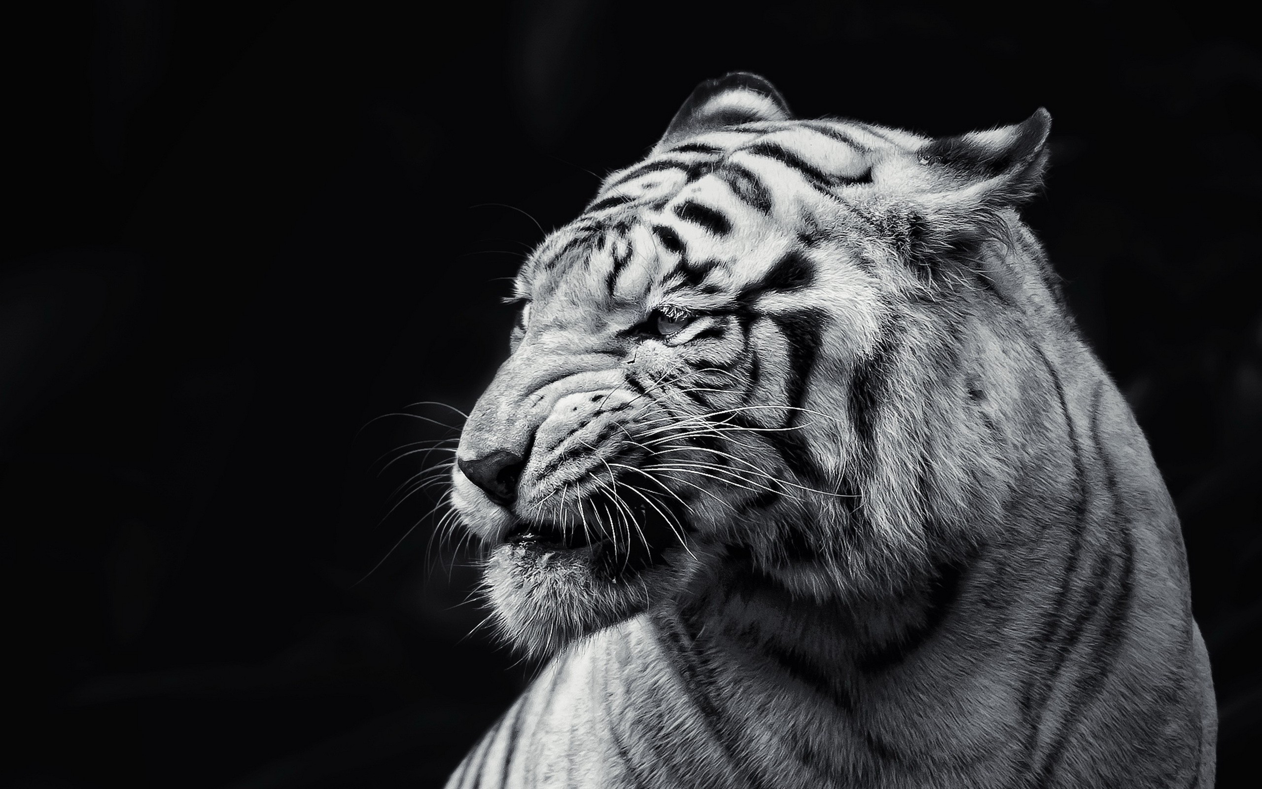 Albino Monochrome Animals Tiger 2560x1600