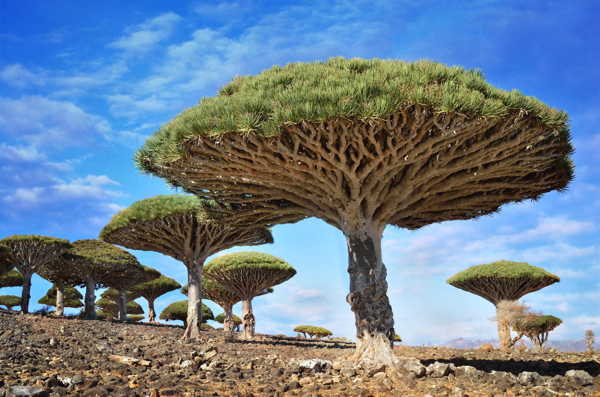 Nature Trees Rock Yemen 2048x1356