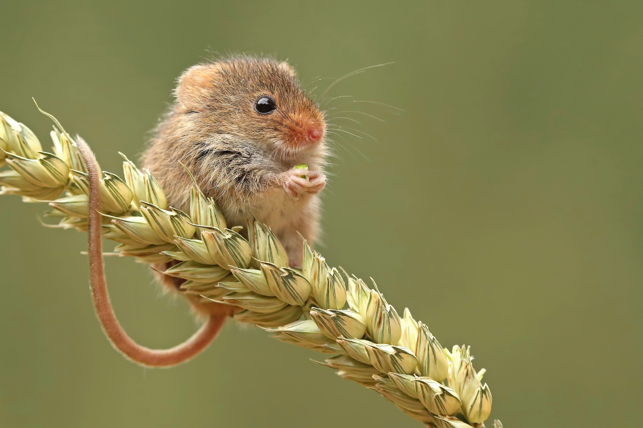 Mice Mammals Wheat Plants Outdoors Animals Rodent Tail 2560x1707