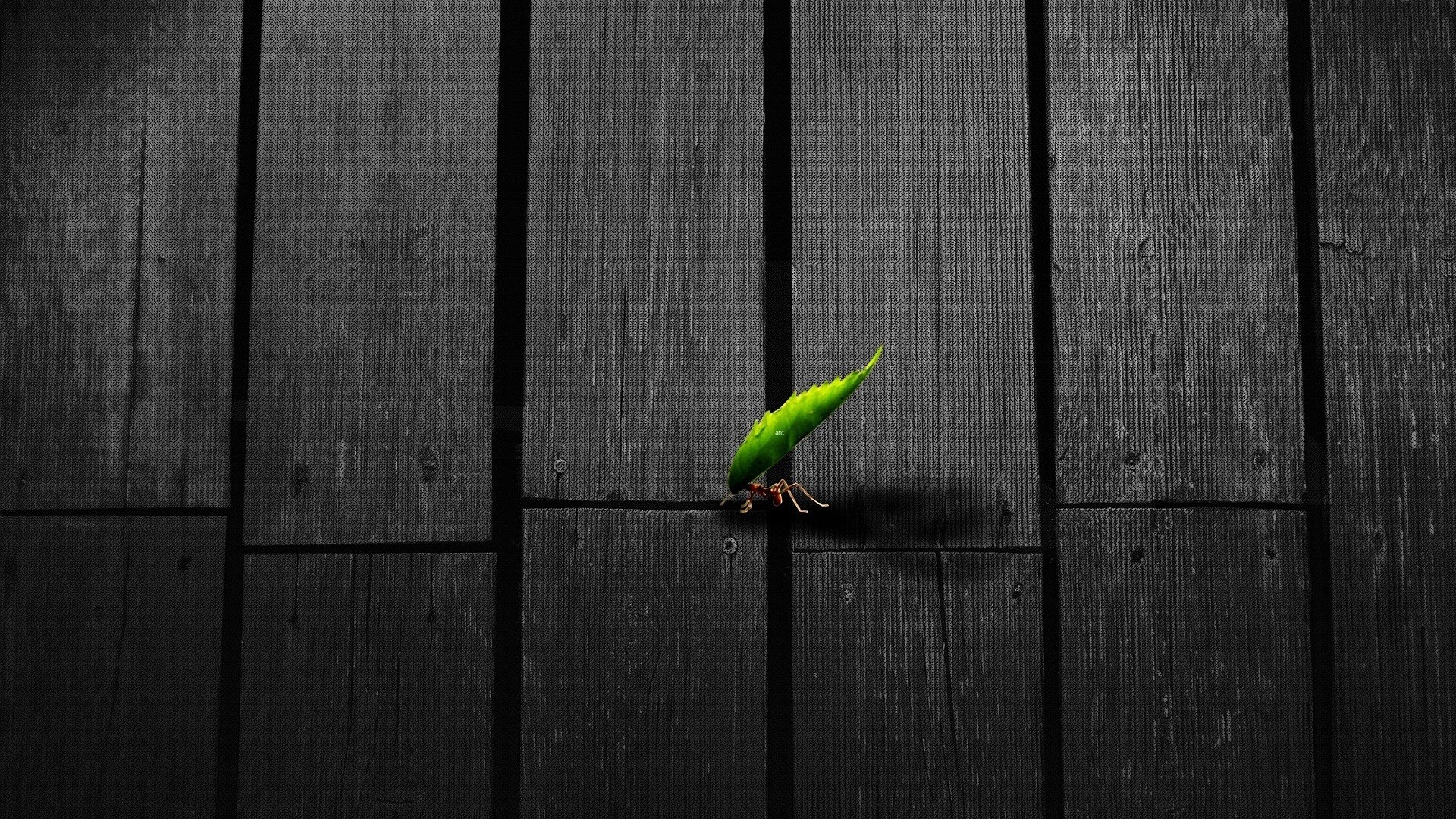 Insect Artwork Texture Leaves Animals Ants 1920x1080