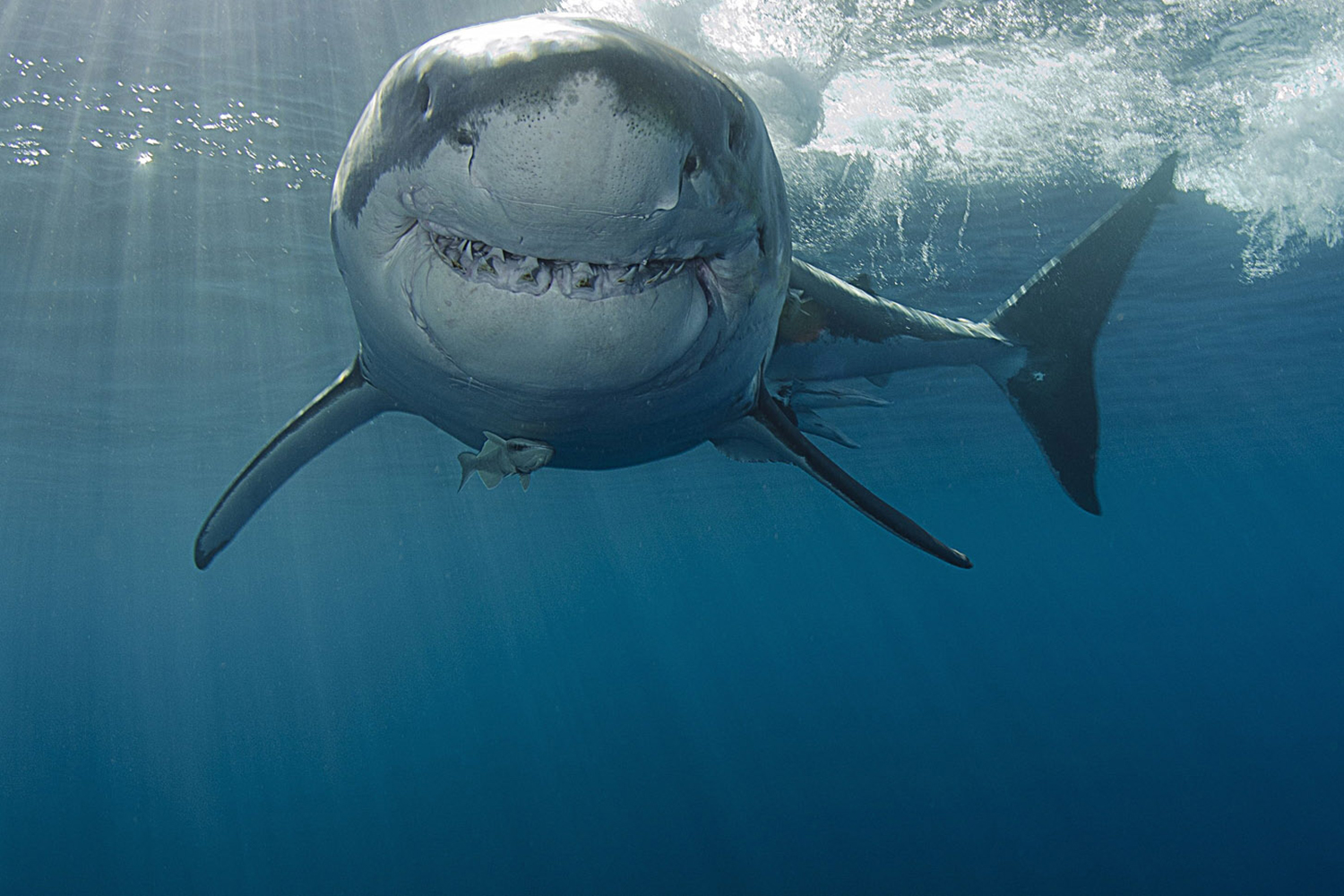 Animal Great White Shark 1500x1000