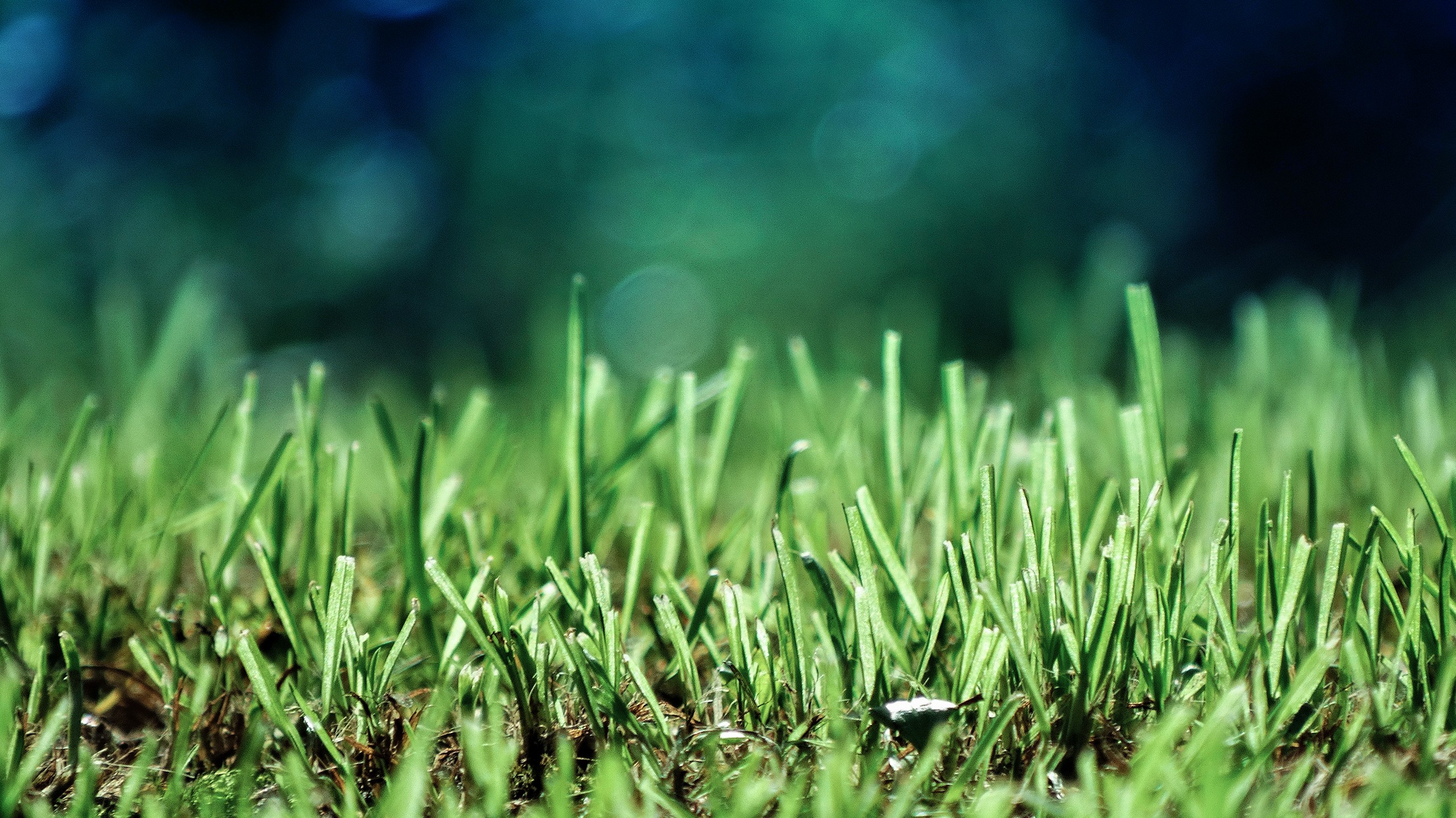 Green Ground Grass Bokeh Closeup Depth Of Field Nature Macro 2560x1440