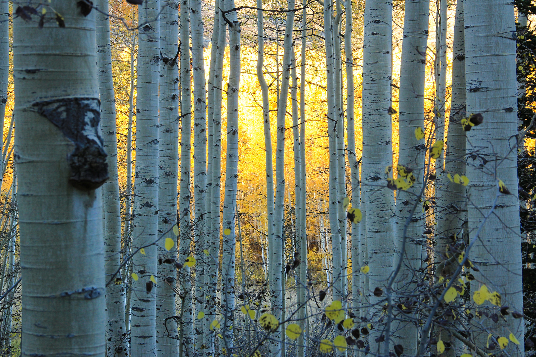 Earth Tree Birch Forest Fall Colorado 2048x1365