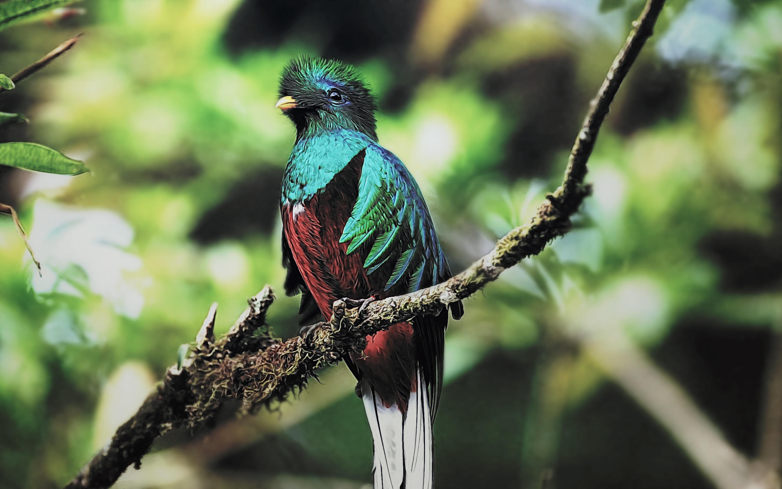 Animal Quetzal 2560x1600