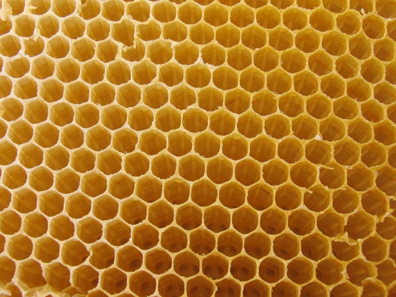 Honey Nature Honeycombs 1600x1200
