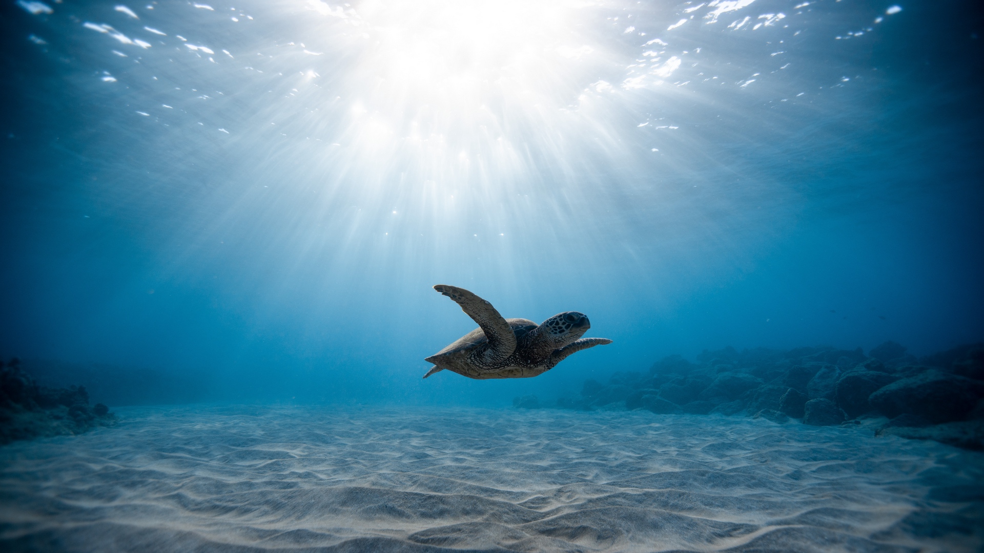 Turtle Underwater Sea Water Blue Sunlight Sand Sea Life Animals Swimming Coral Reef Cyan 1920x1080