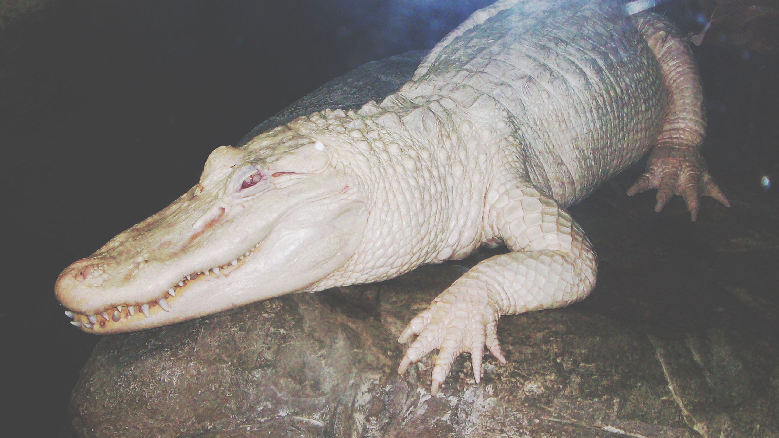 White Crocodiles Reptiles Albino 2560x1440