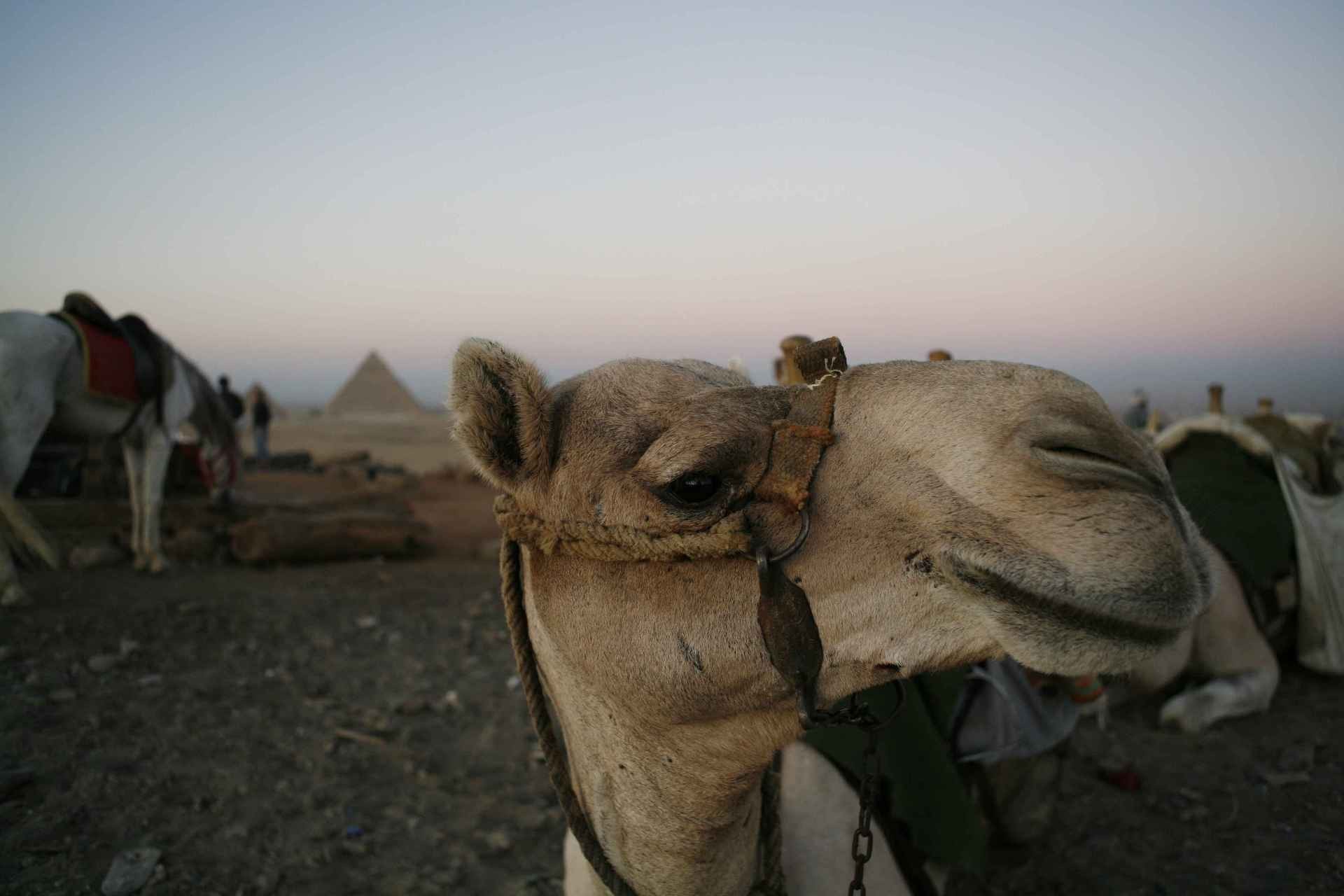 Nature Landscape Camels Animals 1920x1280