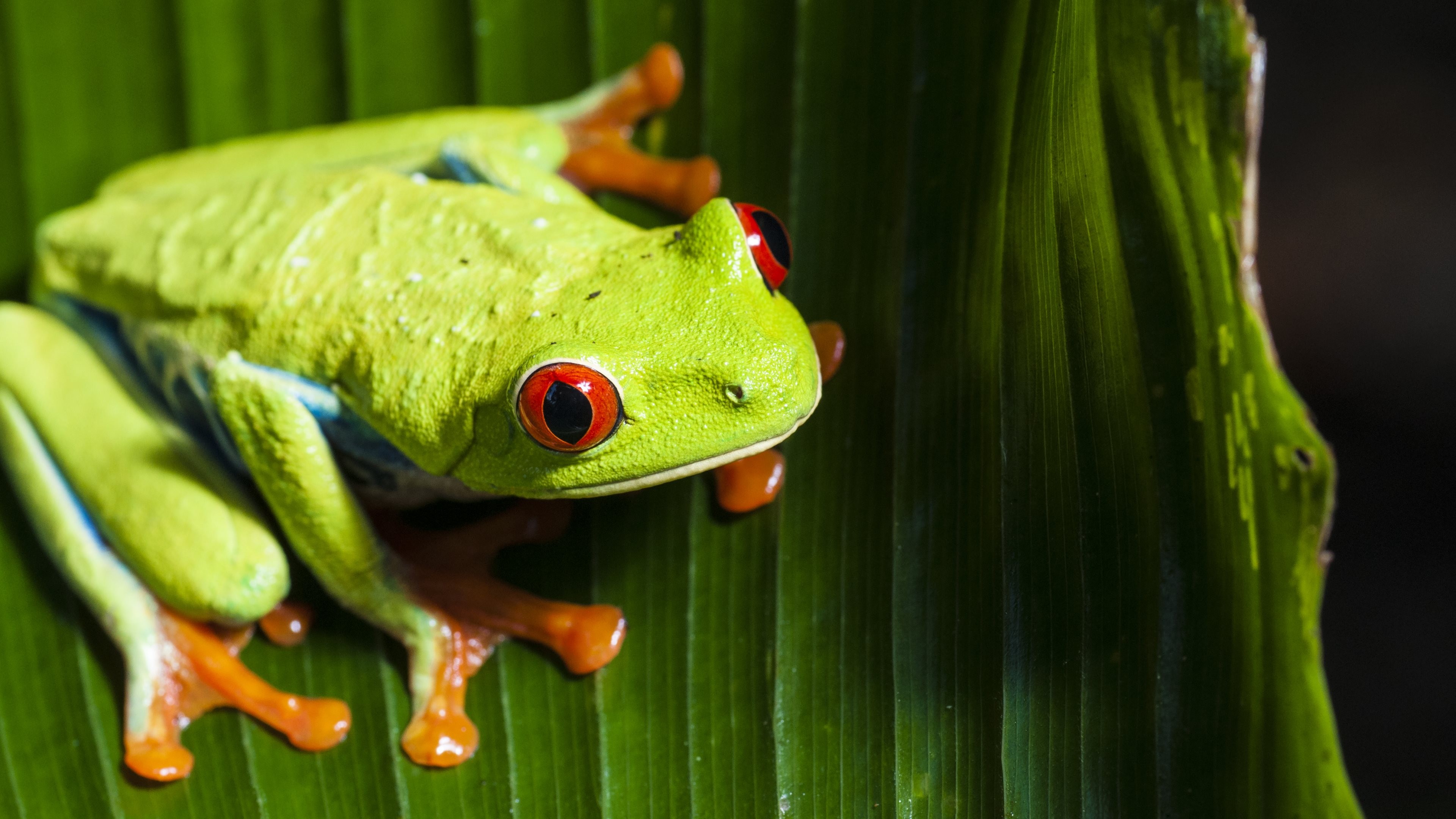 Animals Nature Frog Macro Red Eyed Tree Frogs Amphibian 3840x2160