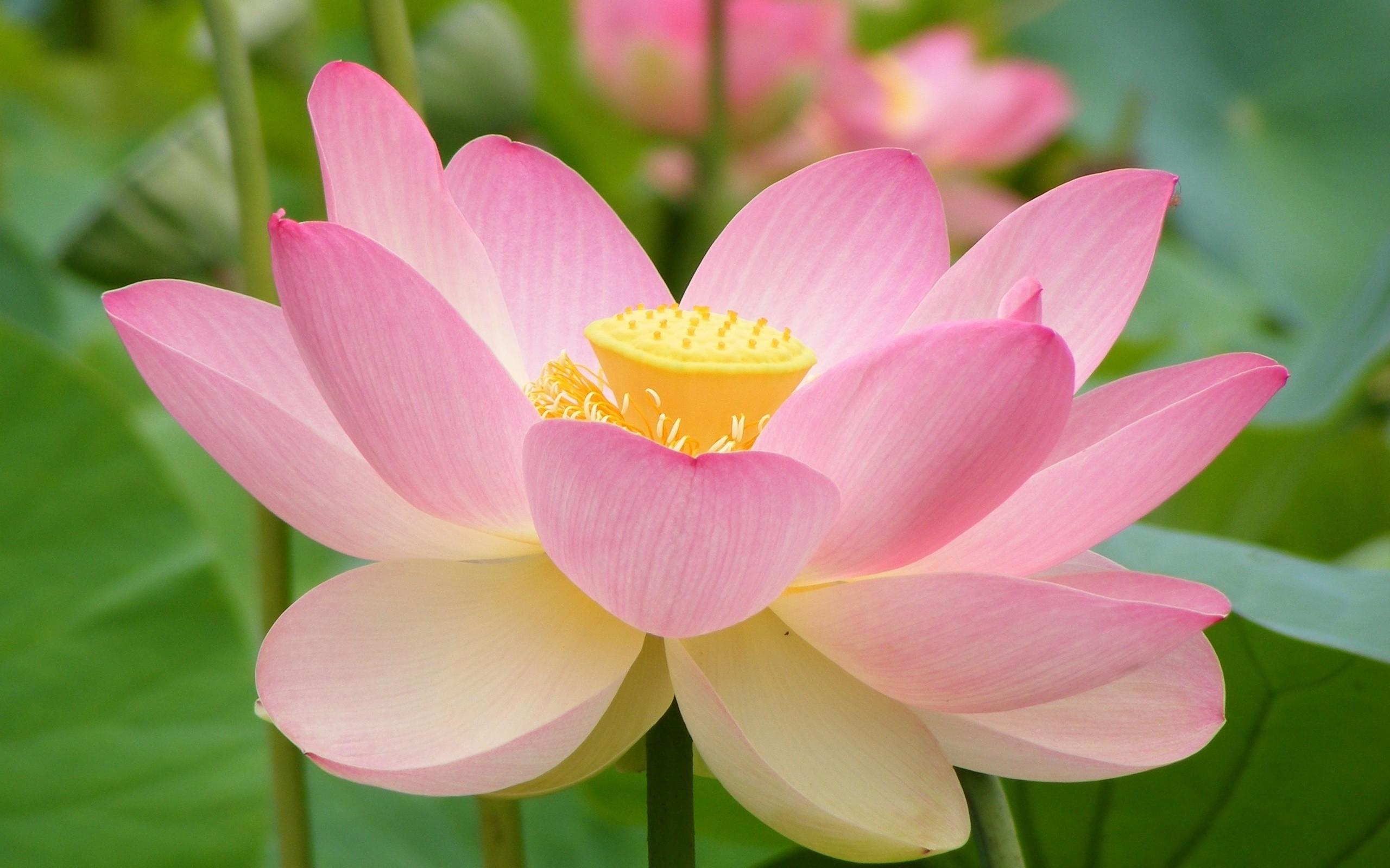 Nature Flowers Lotus Flowers 2560x1600