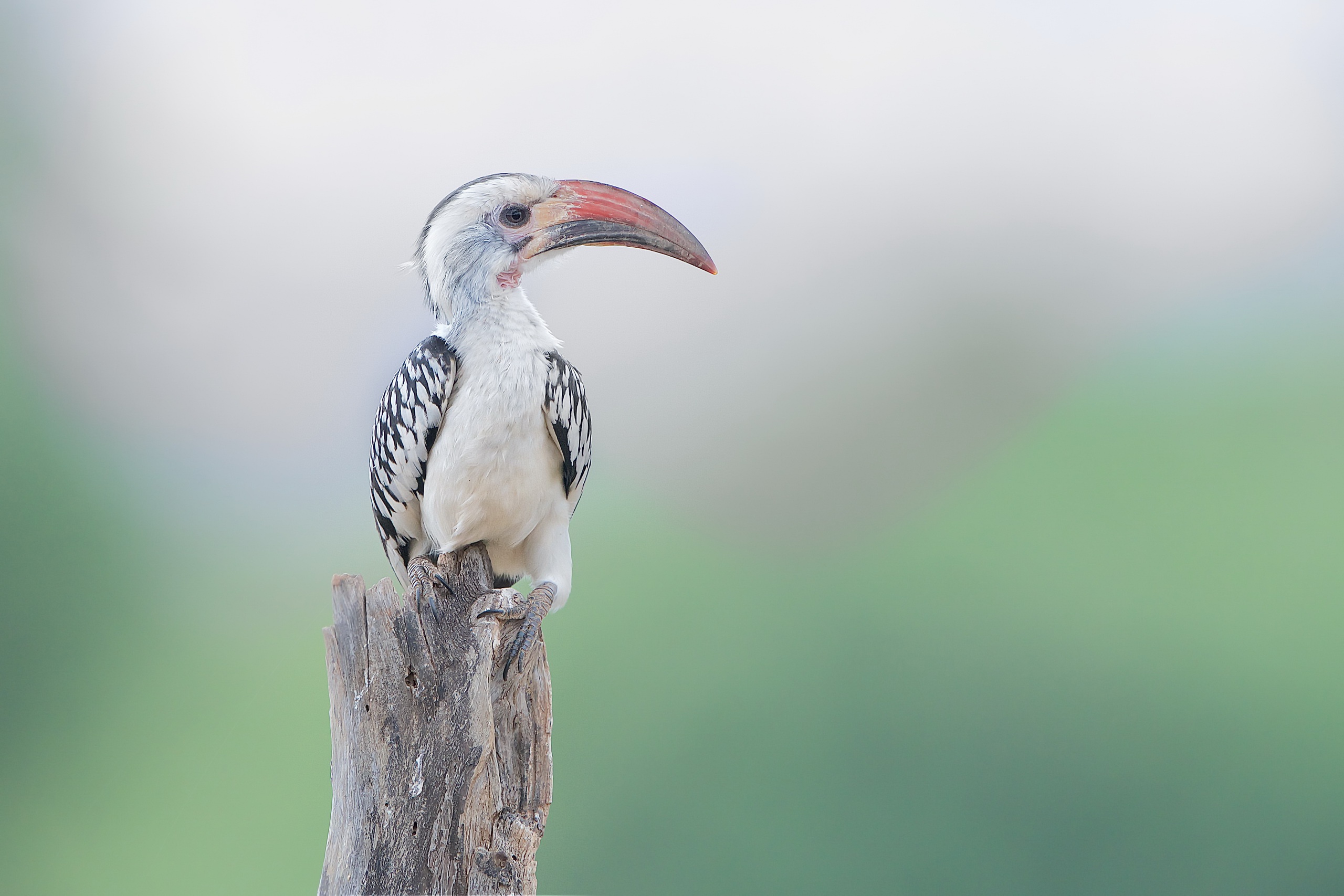 Hornbill Bird Beak Wildlife 2560x1707