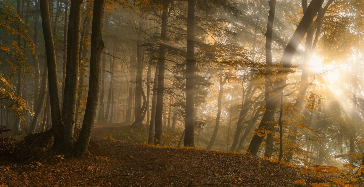 Path Leaves Fall Sunbeams Sunlight Forest Trees Nature Landscape 1500x772