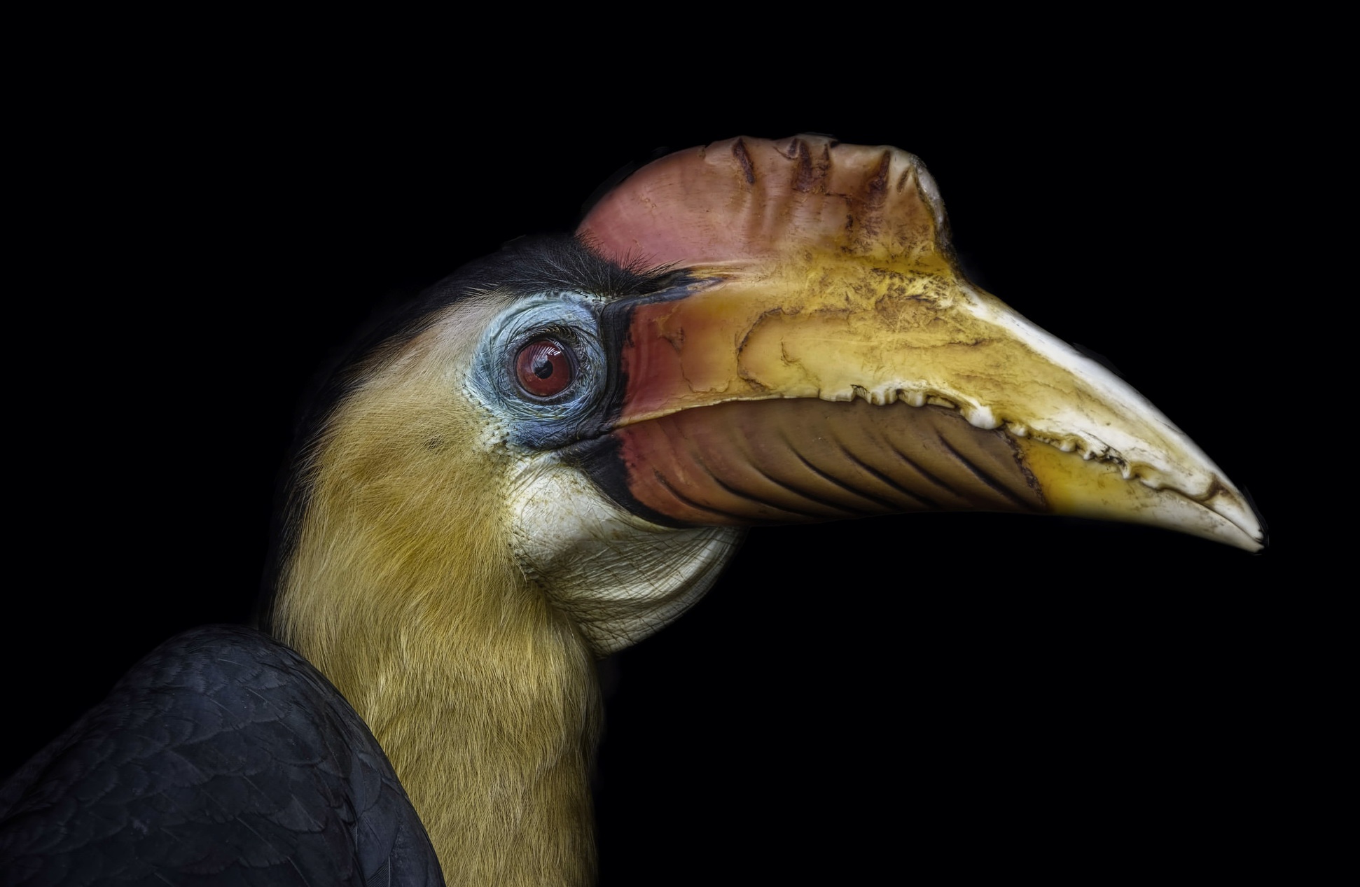 Animals Birds Hornbill 1942x1267