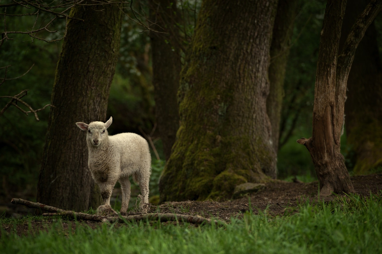 Photography Nature Trees Sheep Grass Plants Moss Looking At Viewer Forest Branch Lamb Baby Animals 1600x1064