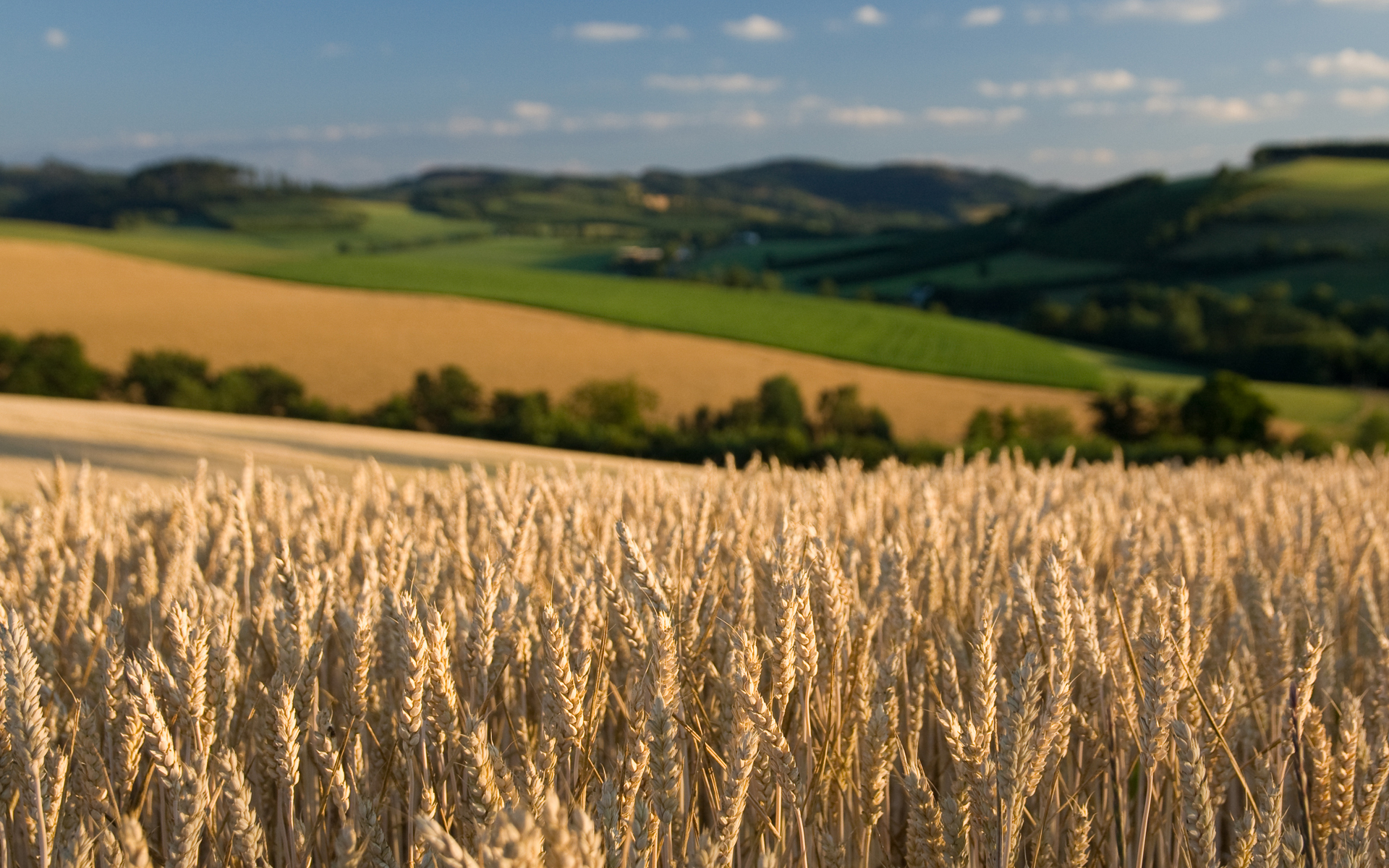 Earth Cornfield 1920x1200