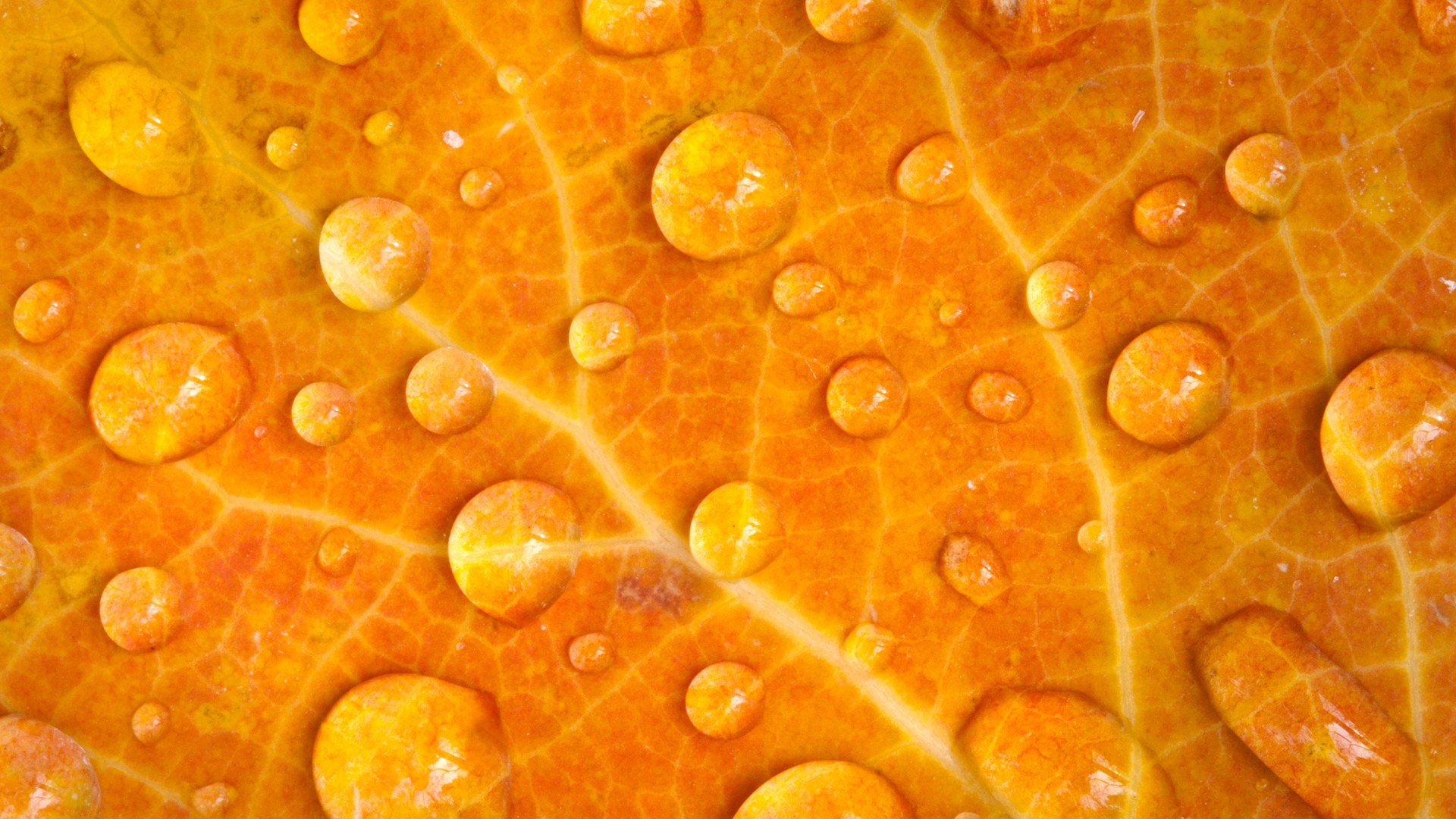 Nature Plants Leaves Macro Closeup Water Drops Veins Orange Fall Maple Leaves Yellow 1920x1080