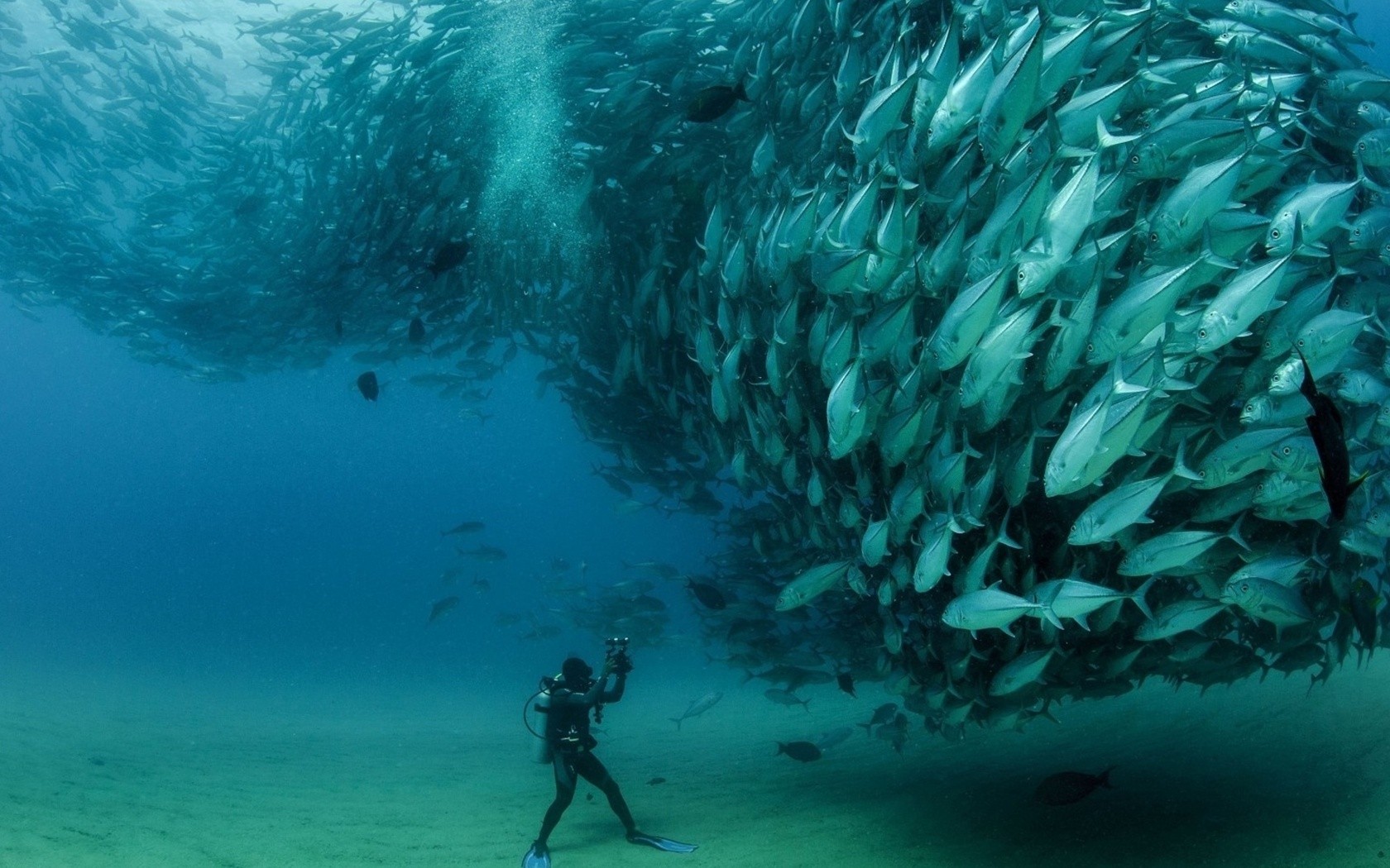 Underwater Photography Fish Divers Shoal Of Fish Sea 1680x1050