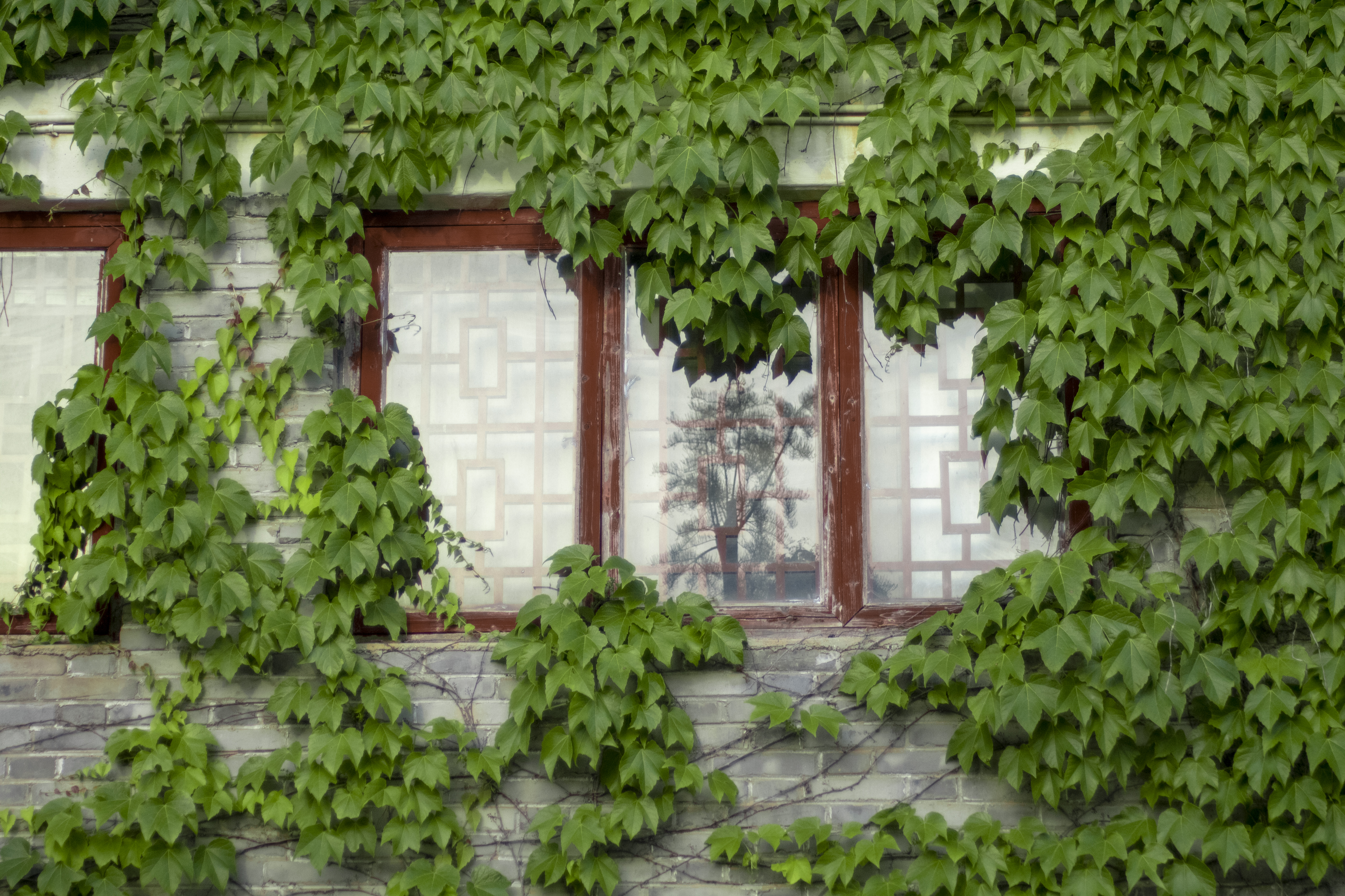 Window Wall Rattan Ivy Photography Green Facade 5184x3456