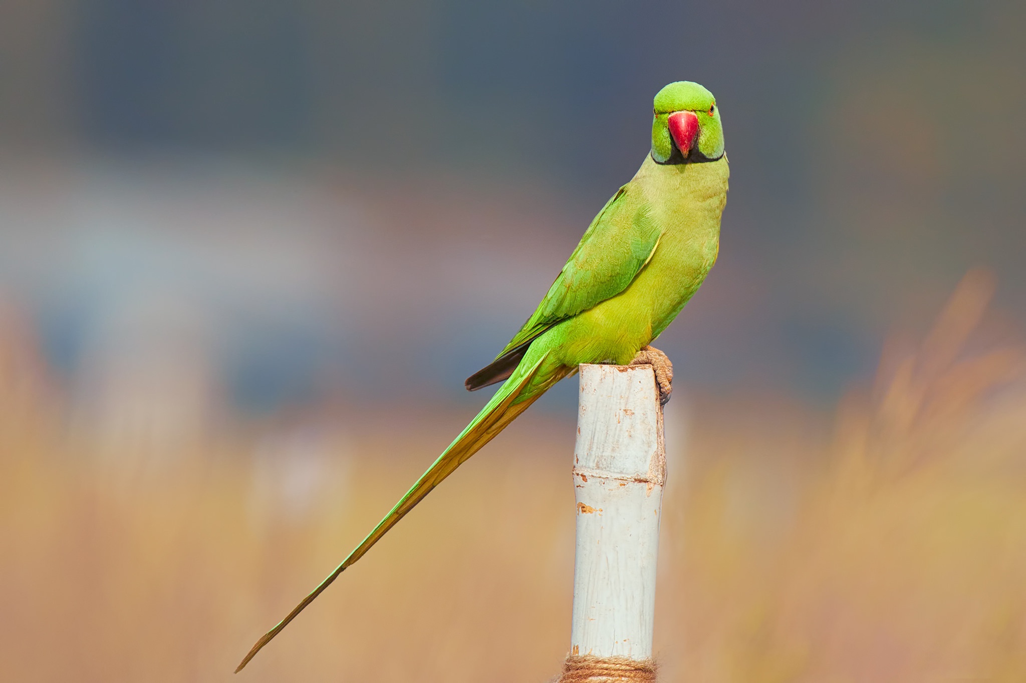 Parrot Bird Blur Parakeet 2048x1365
