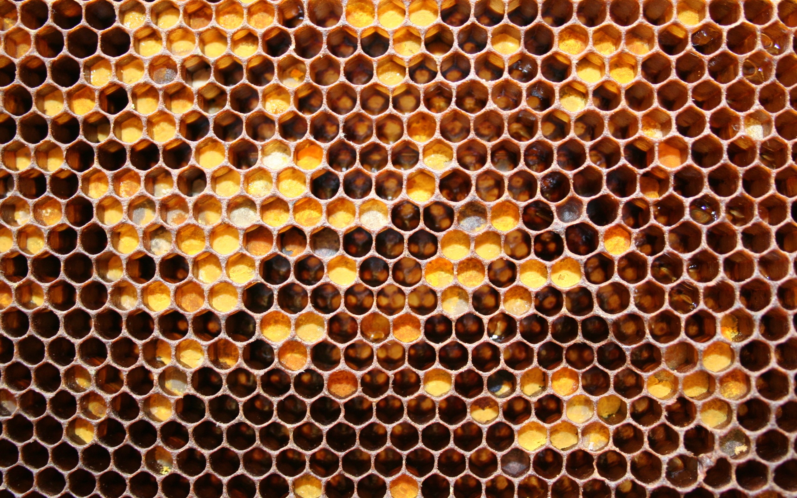 Beehive Patterns Hexagon Texture Honeycombs Yellow 2560x1600