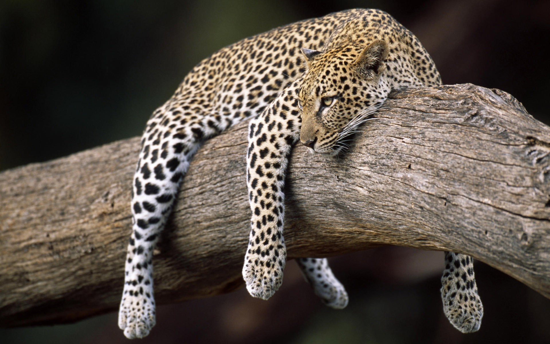 Animals Leopard Animal Big Cats Mammals 1920x1200