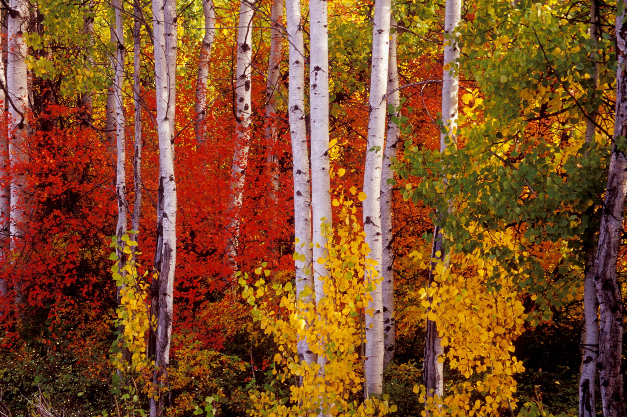 Earth Birch Forest Fall Foliage Colors 2055x1365