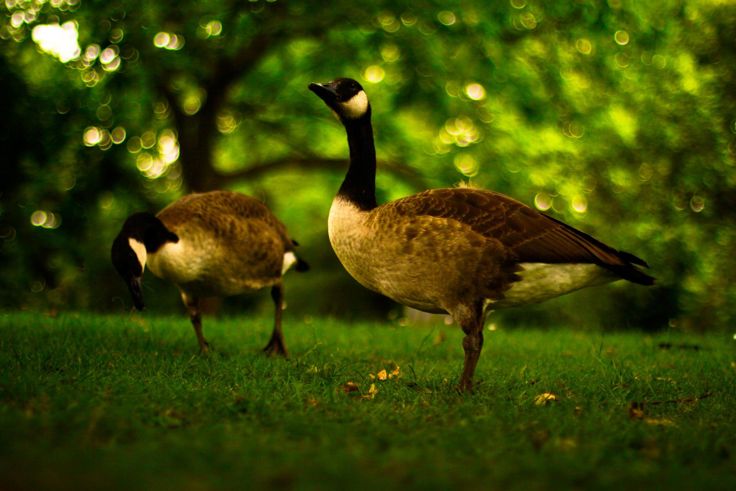 Animal Bird Goose Canada Goose Grass Bokeh 2560x1707