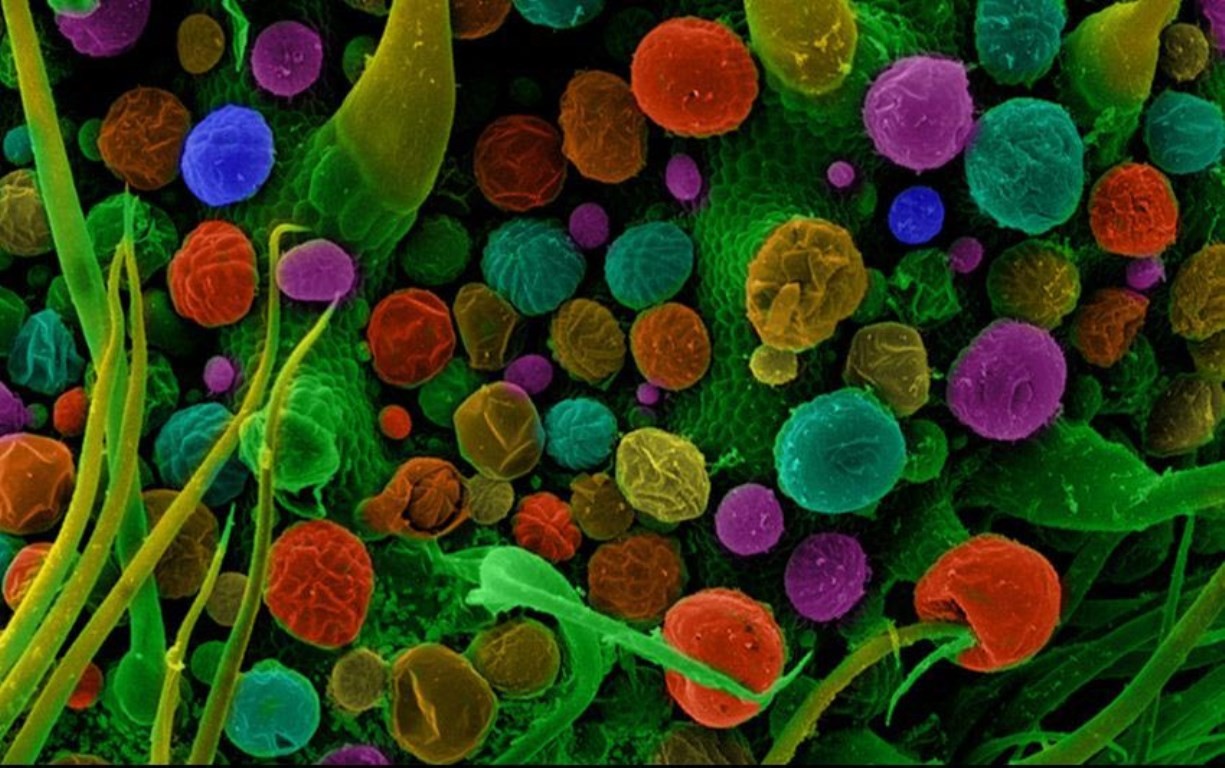 Microscopic Macro Colorful Miniatures Science Chemistry Colorized Photos 1225x768