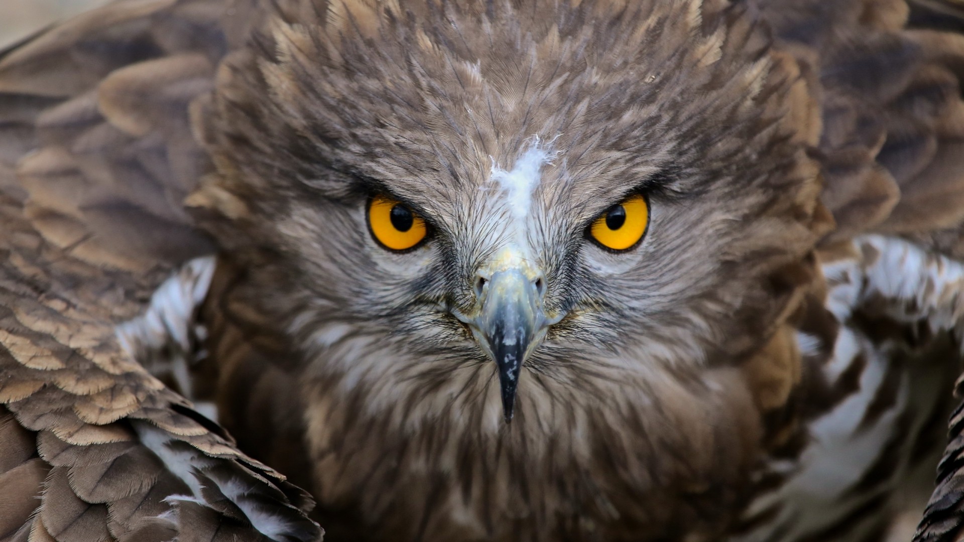 Nature Animals Birds Yellow Eyes Feathers Wings Depth Of Field Hawk Animal 1920x1080